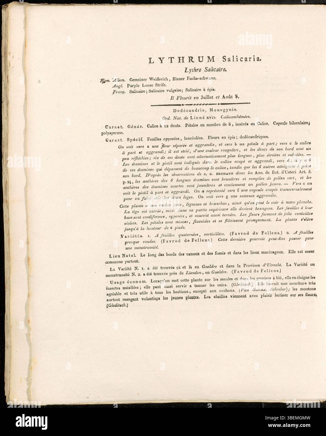 Lythrum salicaria, ou loosestrife pourpre, est montré dans cette estampe tirée de Flora Batava volume 4 (1822). La plante est connue pour ses fleurs violettes saisissantes et ses épis hauts, poussant principalement dans les zones humides et les habitats humides à travers l'Europe et l'Asie. Il a des applications dans la médecine populaire et est une espèce importante des zones humides. Banque D'Images