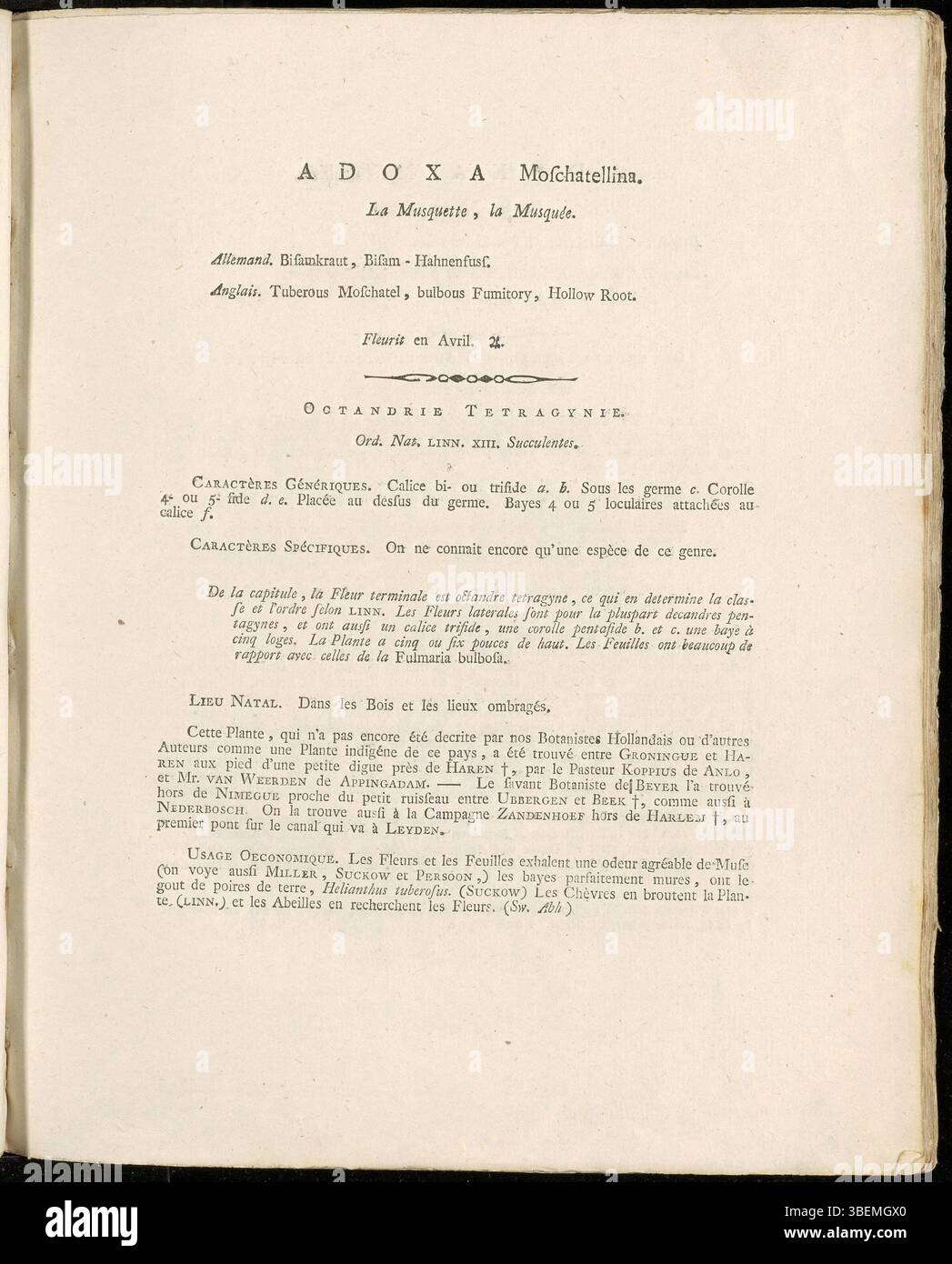 Cette illustration de Jan Kops de 1800 dans la série Flora Batava montre Adoxa moschatellina, communément appelé la racine musquée. C'est une petite herbe vivace trouvée dans les régions tempérées d'Europe et d'Asie, connue pour son parfum musqué et son utilisation en médecine traditionnelle. Banque D'Images