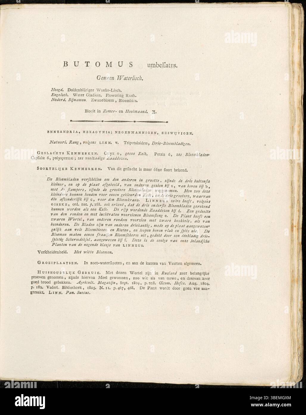 La planche 0287 de la série Flora Batava de Jan Kops (1765-1849) représente Butomus umbellatus, également connu sous le nom de fleur du marais. L'illustration de 1822 est accompagnée d'une description néerlandaise des caractéristiques distinctives de la plante, fournissant une référence importante pour son identification dans les zones humides européennes. Banque D'Images