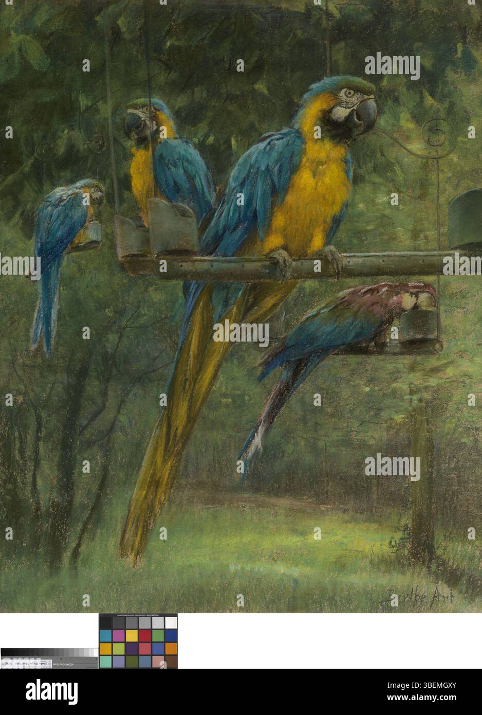 Cette œuvre de Berthe Art, créée entre 1876 et 1900, représente les aras bleus et jaunes, une espèce frappante connue pour leur plumage vif. Le dessin met en valeur la beauté naturelle de ces oiseaux avec des caractéristiques détaillées. Banque D'Images Cette œuvre de Berthe Art, créée entre 1876 et 1900, représente les aras bleus et jaunes, une espèce frappante connue pour leur plumage vif. Le dessin met en valeur la beauté naturelle de ces oiseaux avec des caractéristiques détaillées. Banque D'Images