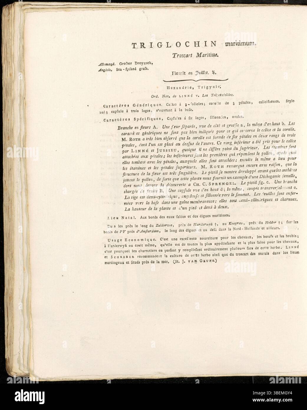 Description botanique française de 1822 de Triglochin maritimum, actuellement classé Triglochin maritima, présentée dans la planche 0244 de la Flora Batava de Jan Kops. Banque D'Images