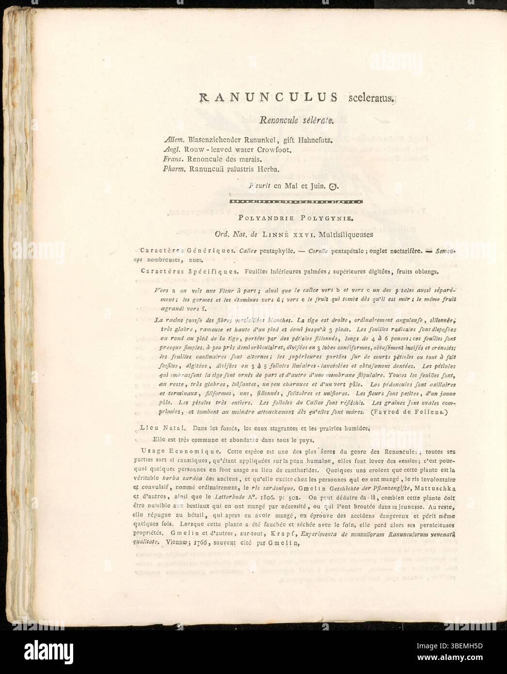 Une illustration de Ranunculus sceleratus, également connu sous le nom de Buttercup maudit, par Jan Kops en 1822. Cette représentation botanique fait partie de sa série 'Flora Batava'. Banque D'Images