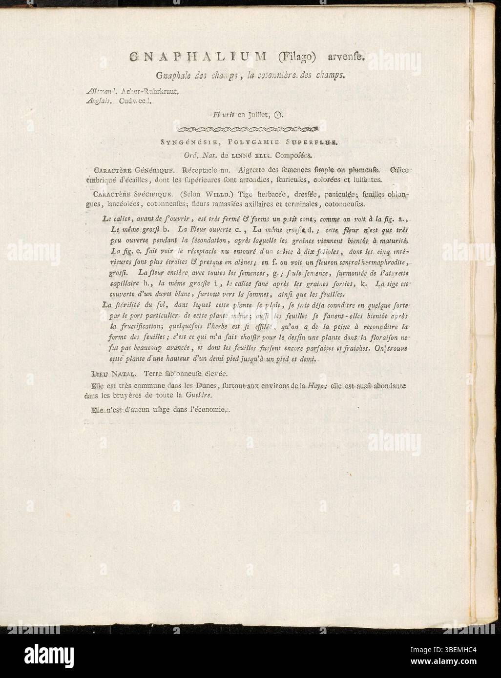 Cette illustration botanique de 1814 de Jan Kops (1765-1849) montre Gnaphalium arvense (maintenant classé Logfia minima). La description française détaille les caractéristiques de la plante, y compris ses petites fleurs blanches et son habitat. Ce travail fournit un aperçu clé des premières études botaniques et des systèmes de classification. Banque D'Images