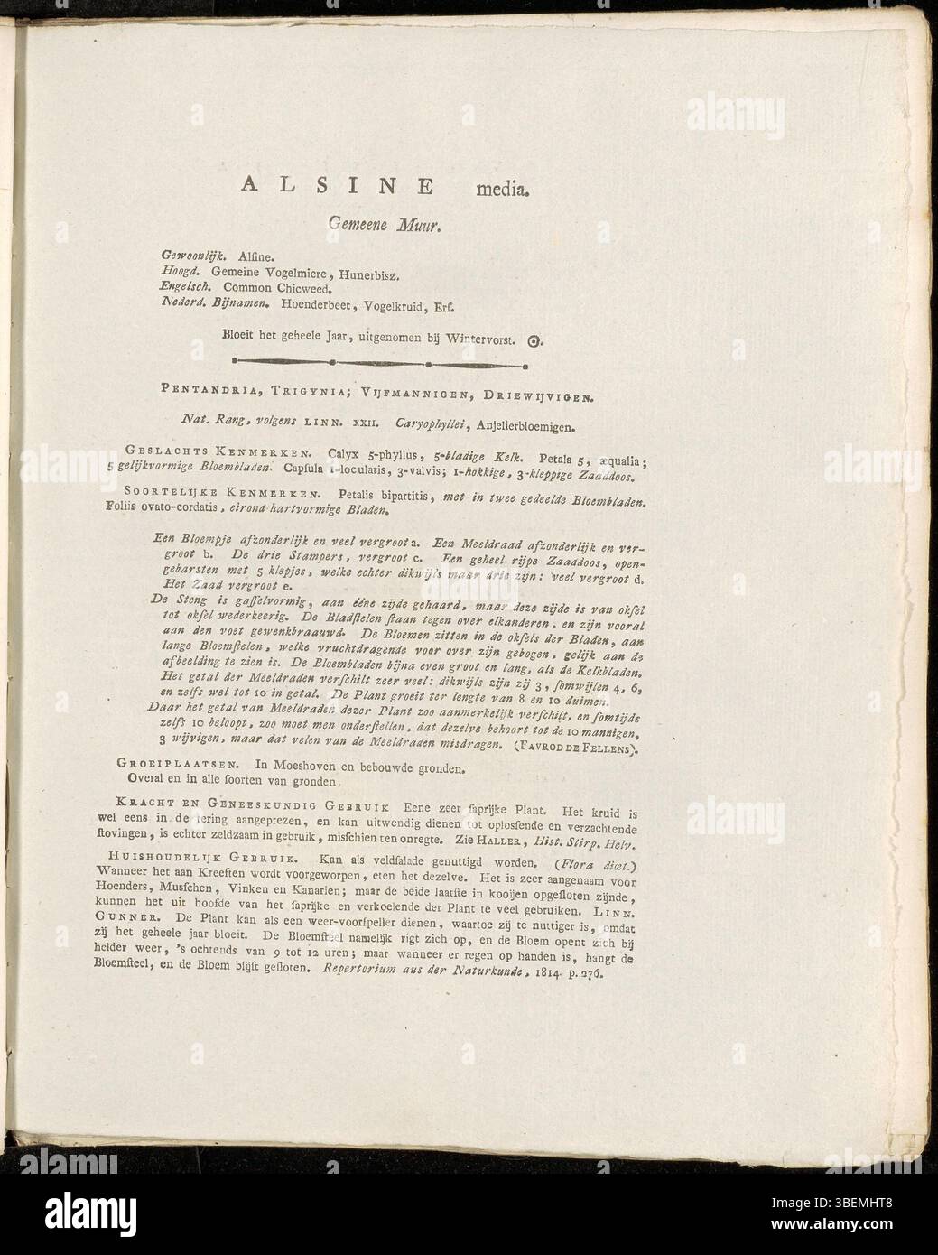 La plaque présente des milieux Alsine, des milieux Stellaria modernes, une espèce reconnue pour ses petites fleurs blanches et sa nature couvrant le sol. Dessinée par Jan Kops en 1822, l'illustration souligne ses pétales délicats et ses tiges rampantes. Cette plante se trouve souvent dans des environnements humides, ce qui en fait une espèce typique dans les prairies et les forêts européennes. Banque D'Images