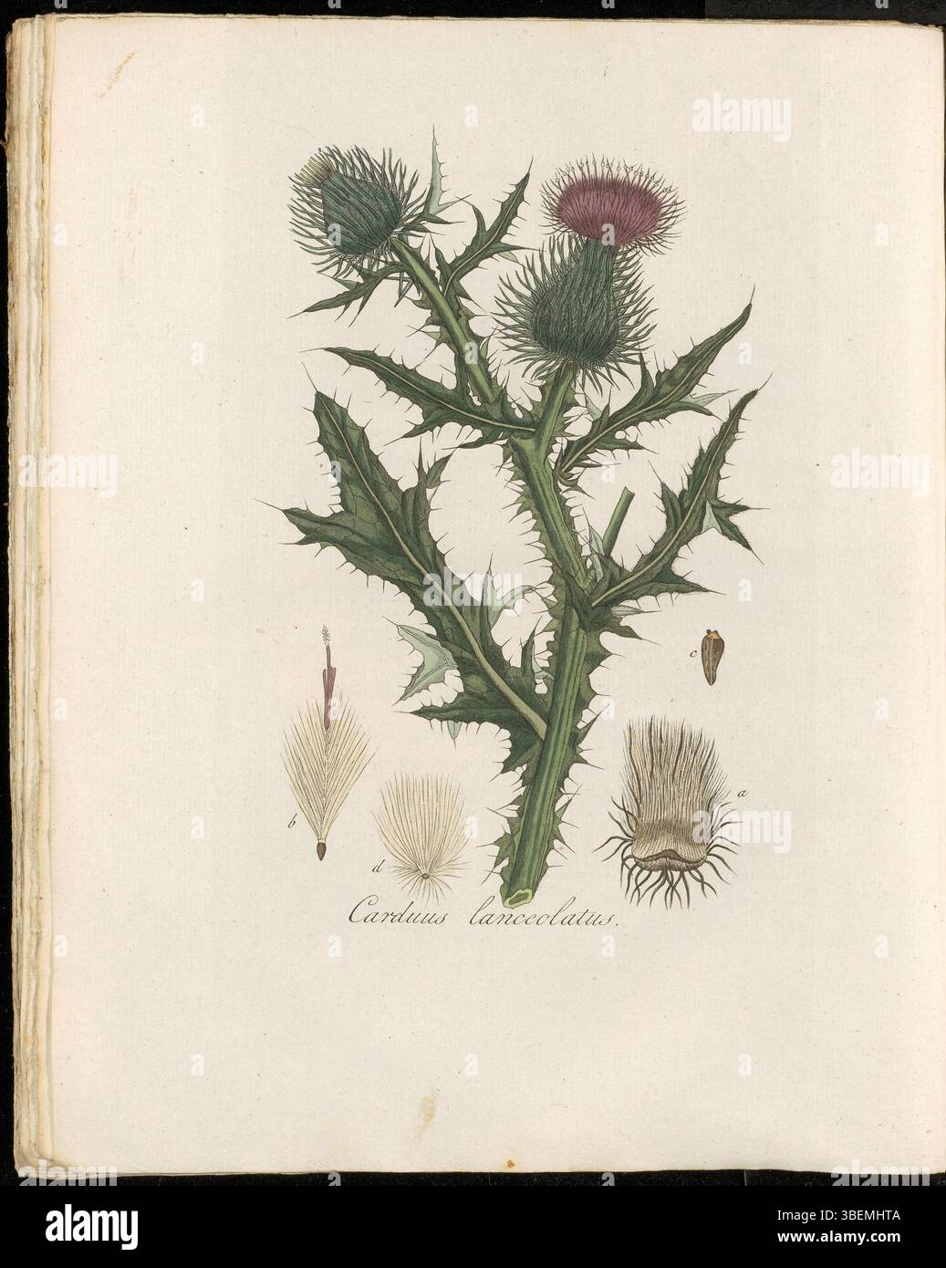 Carduus lanceolatus, maintenant connu sous le nom de Cirsium vulgare, est représenté sur la planche 0273 de Flora Batava (KB). La plante, appelée Speer Distel en néerlandais, est une espèce commune de chardon. L'illustration fait partie du volume 4 de cette série botanique, mettant en valeur des plantes des XVIIIe et XIXe siècles. Banque D'Images
