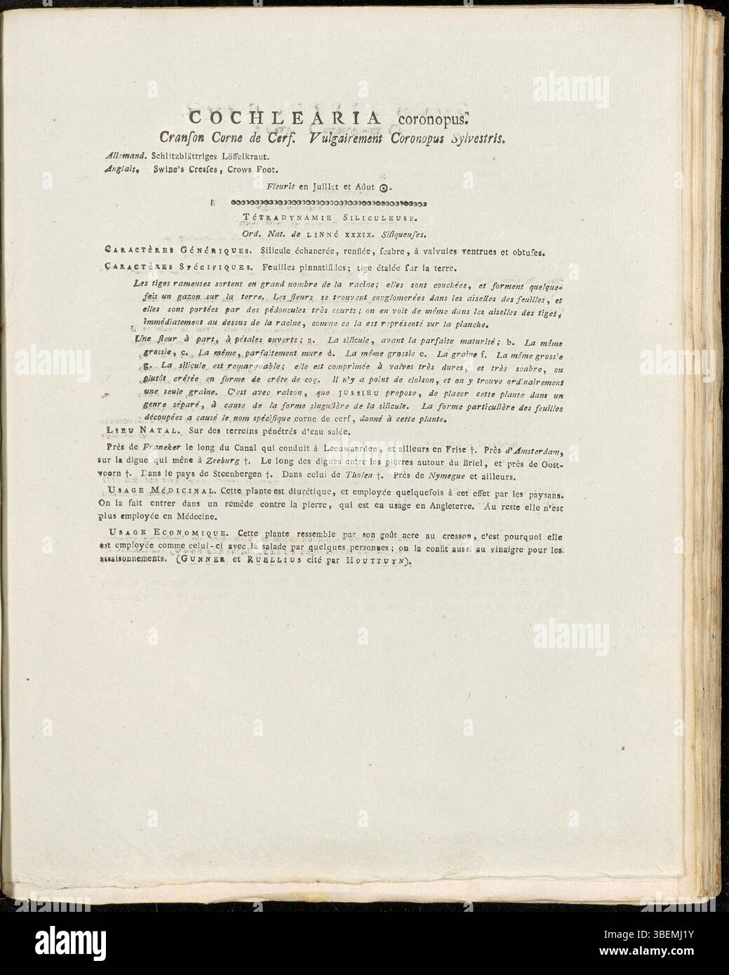 Cochlearia coronopus (Lepidium coronopus moderne), communément appelé poivron, est représenté dans cette illustration de Jan Kops de 1814. La plante présente des feuilles lobées et de petites fleurs blanches, généralement présentes dans les habitats côtiers. La planche 0227 de Flora Batava met l'accent sur les caractéristiques distinctives et l'habitat de la plante. Banque D'Images