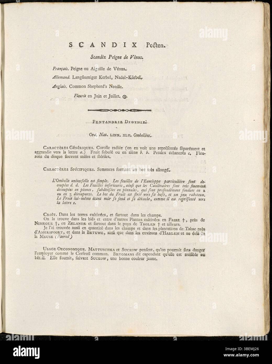 Cette traduction française de l'illustration botanique de Jan Kops de 1800 montre *Scandix pecten-veneris*, connue sous le nom d'aiguille de berger, présentant la structure détaillée de la plante. Banque D'Images