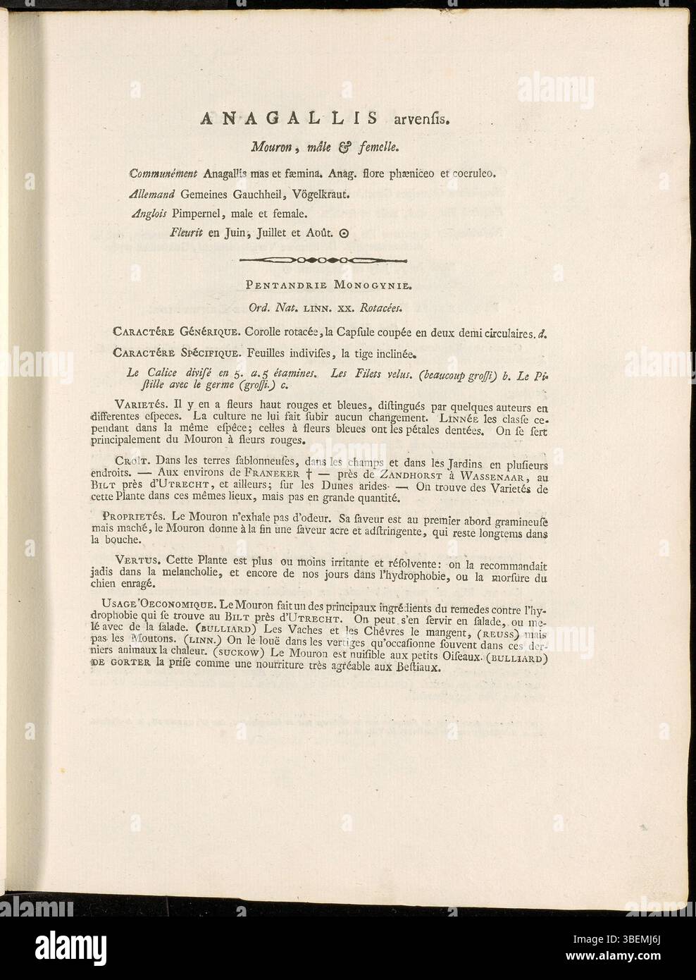 Description française d'Anagallis arvensis (Scarlet Pimpernel), 1800, par Jan Kops, incluant la planche 0003 de la série Flora Batava. Banque D'Images