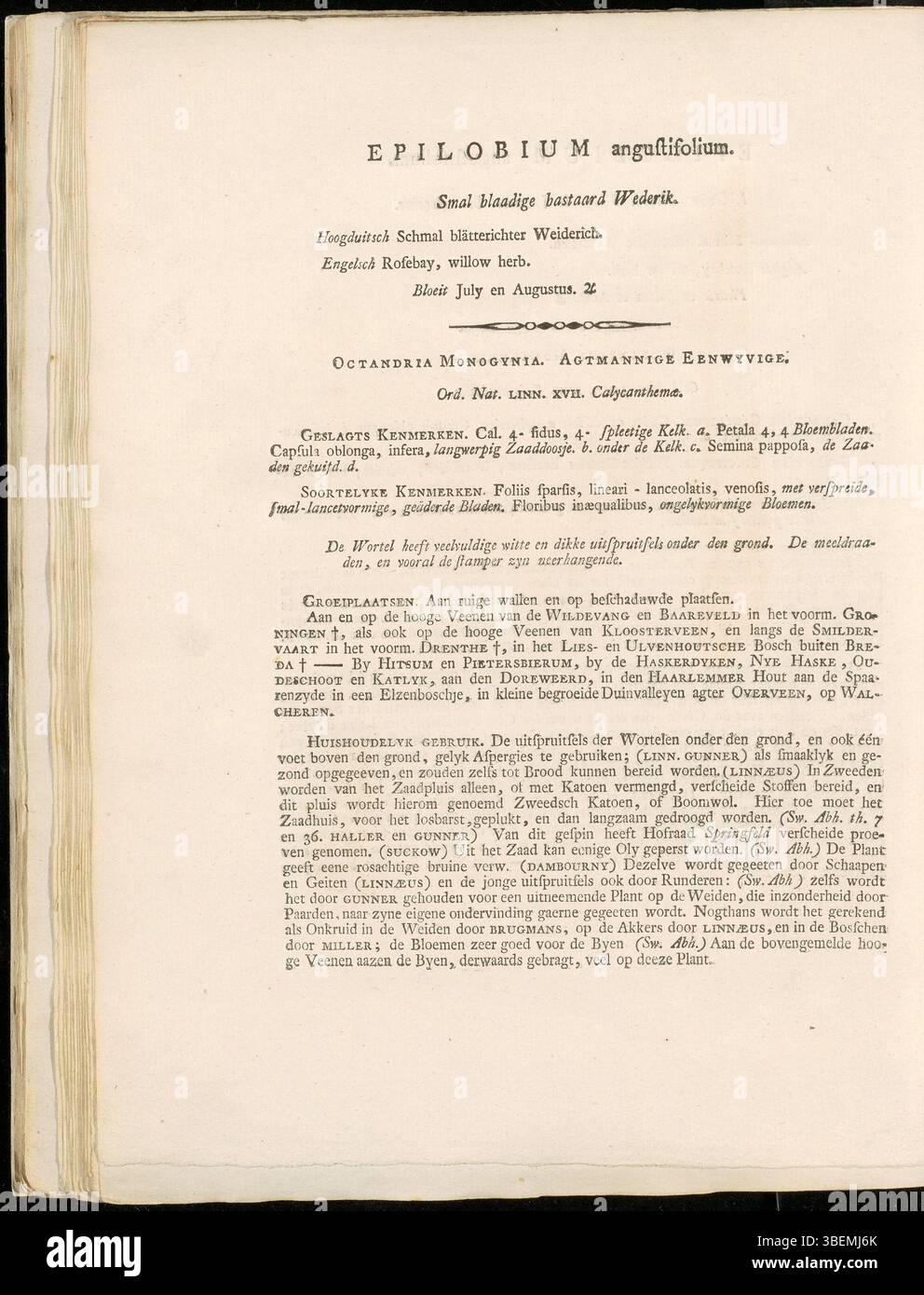 Epilobium angustifolium, également connu sous le nom de Chamaenerion angustifolium, est une plante présentée dans la planche 0007 de la Flora Batava de Jan Kops. L'illustration de 1800 montre les fleurs violettes et les tiges hautes et minces de la plante, contribuant à la classification botanique et aux études végétales aux pays-Bas. Banque D'Images