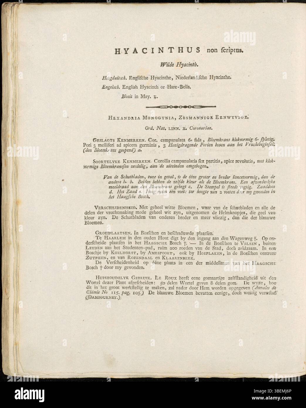 Cette traduction néerlandaise de l'illustration botanique de Jan Kops de 1800 montre *Hyacinthus non-scripta*, maintenant *Hyacinthoides × massartiana*, connu pour ses fleurs en forme de cloche et ses utilisations en médecine traditionnelle. Banque D'Images