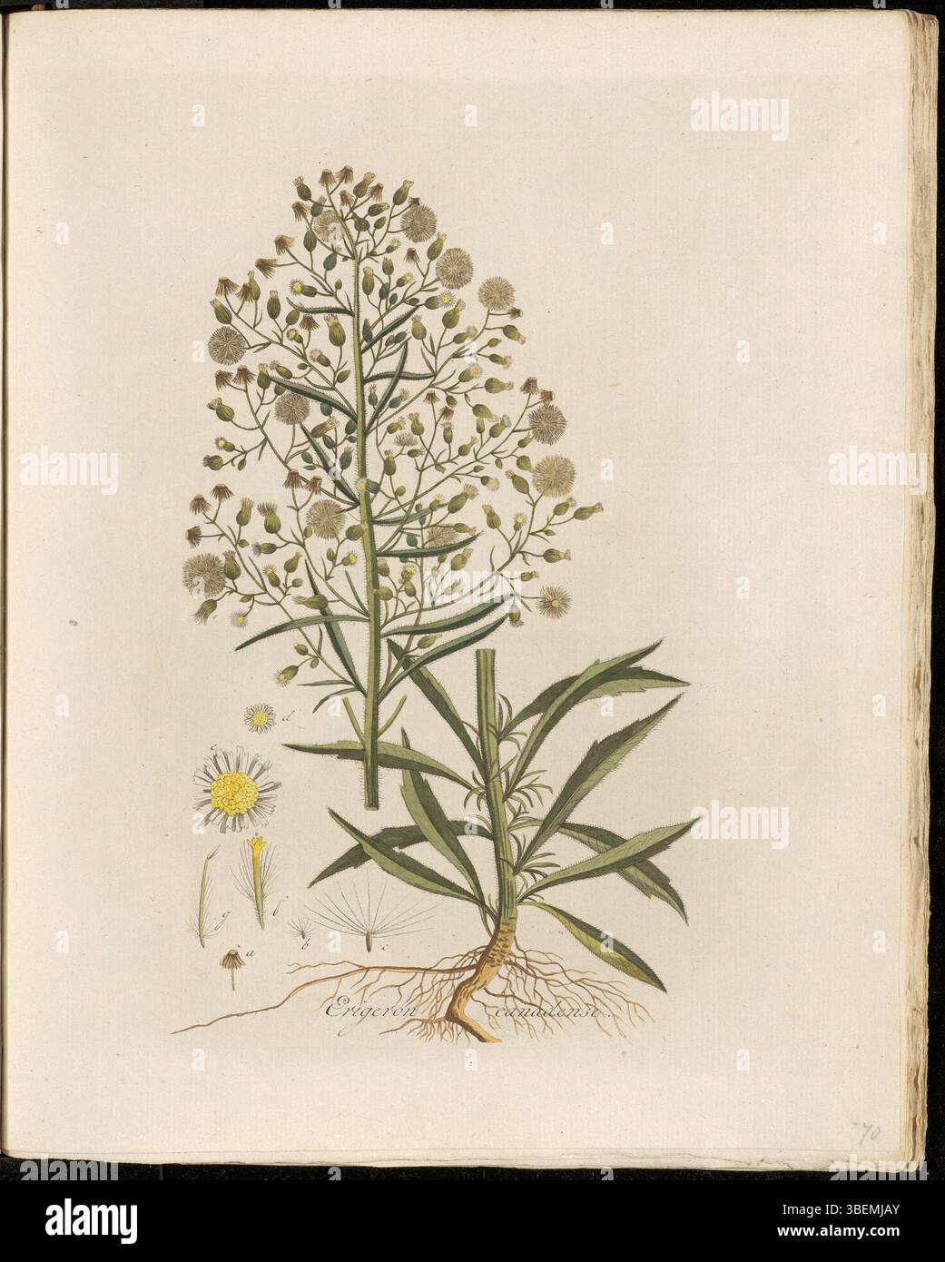 Erigeron canadense, communément appelé Canadaasch Fijn-straal ou Canadese fijnstraal, est une plante herbacée nord-américaine. Il est présenté dans la planche 0070 de *Flora Batava*, offrant une illustration botanique. Banque D'Images