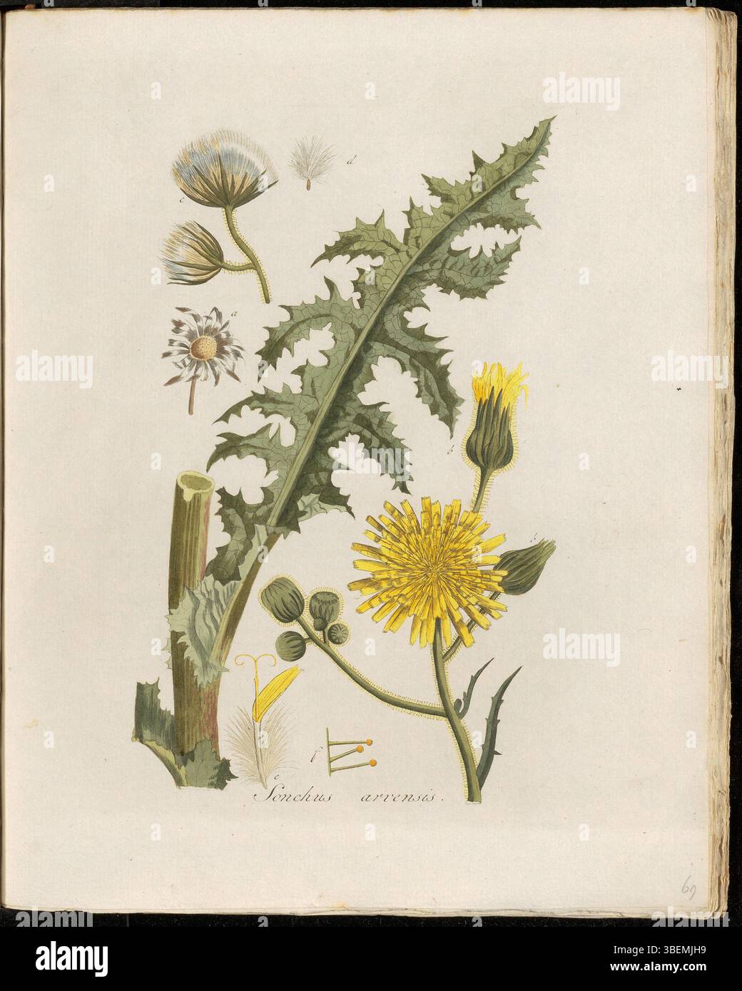 Sonchus arvensis, communément appelé Akker Melk-Distel ou Akker-melkdistel, est une herbe sauvage originaire d'Europe. Il est illustré dans la planche 0069 de *Flora Batava* dans le cadre de l’héritage botanique. Banque D'Images