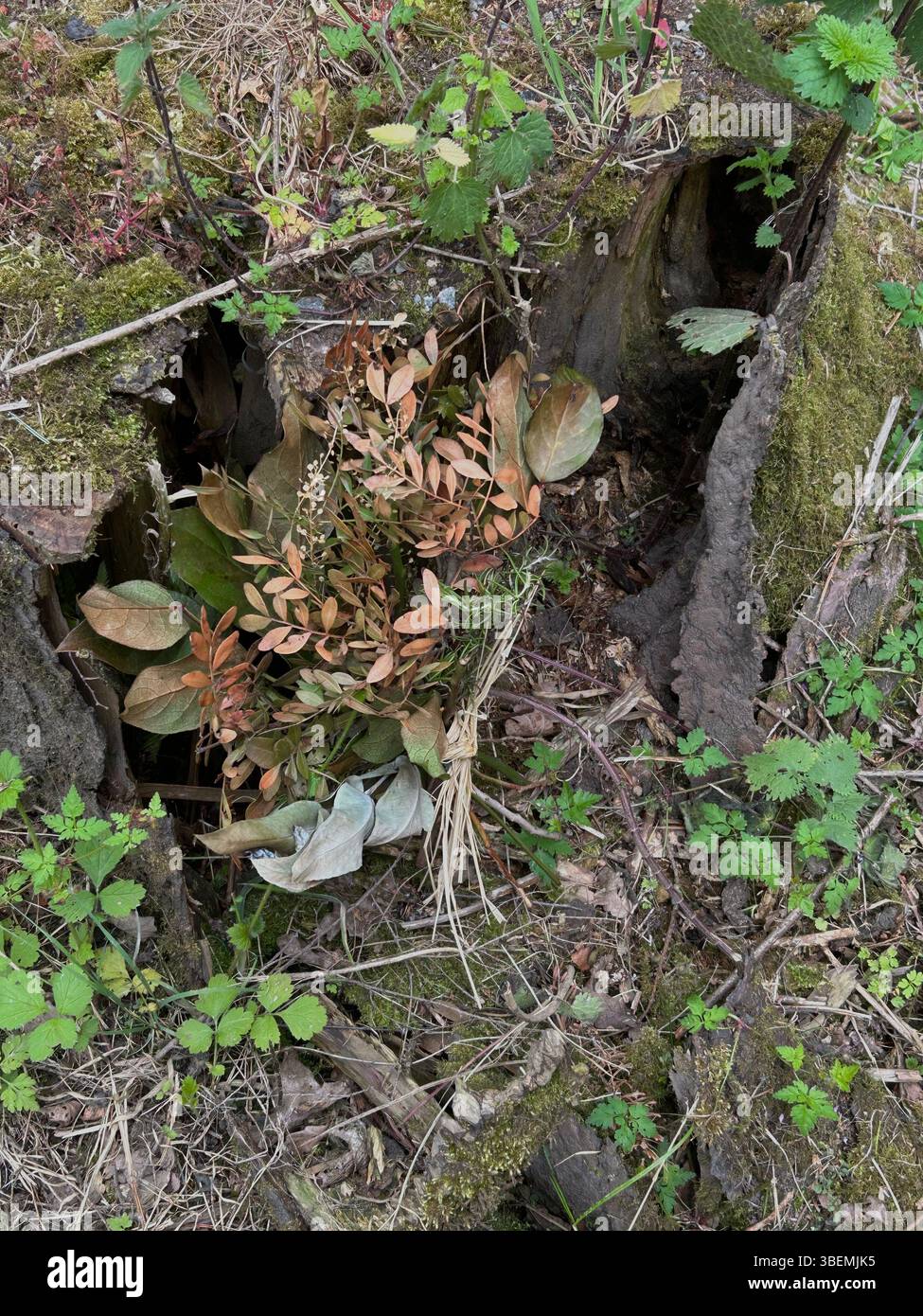 Arbre en décomposition Banque D'Images