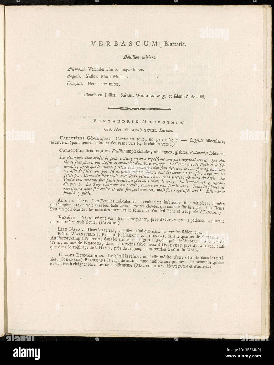 1807 Description botanique française de Verbascum blattaria (Moth Mullein) par Jan Kops, avec illustration sur planche 0103 de la série Flora Batava. Banque D'Images