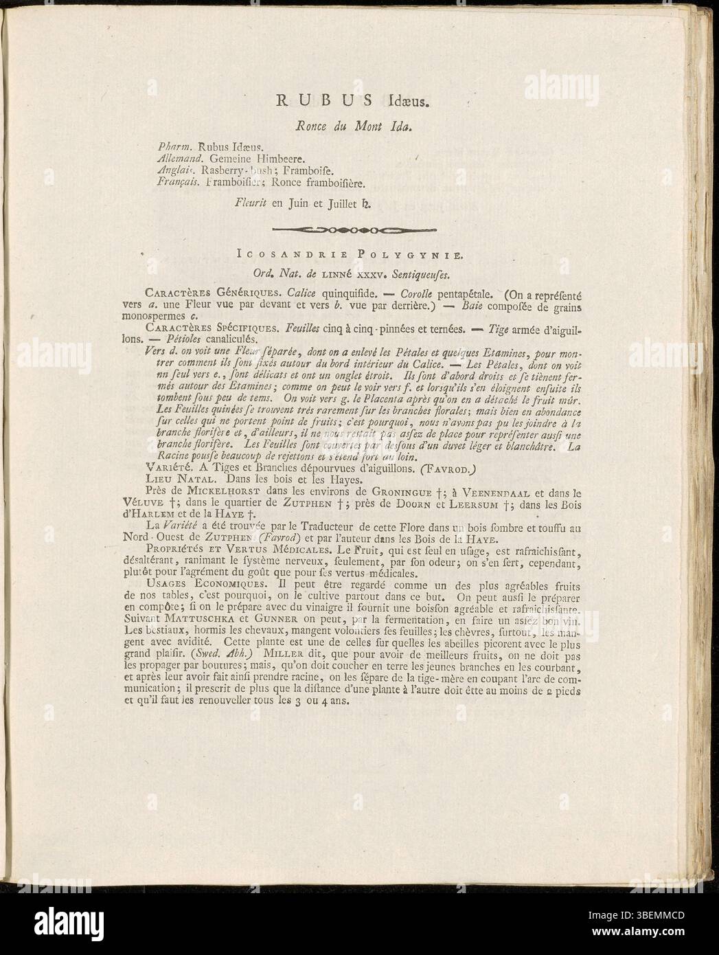 Description botanique française de Rubus idaeus (framboise rouge), par Jan Kops en 1807, incluant la planche d'illustration 0105 de Flora Batava. Banque D'Images