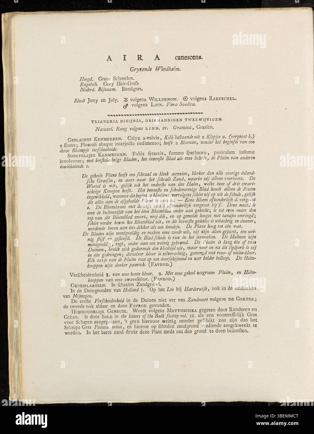 Illustration botanique d'Aira canescens, maintenant connu sous le nom de Corynephorus canescens, décrit en 1814 par le botaniste néerlandais Jan Kops dans Flora Batava. Banque D'Images