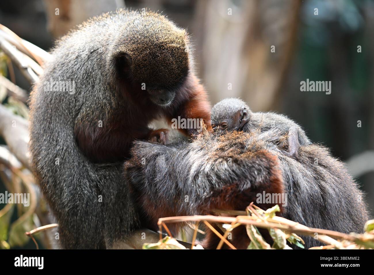 Un bébé mâle de 2 semaines Red Titi singe et ses parents Banque D'Images