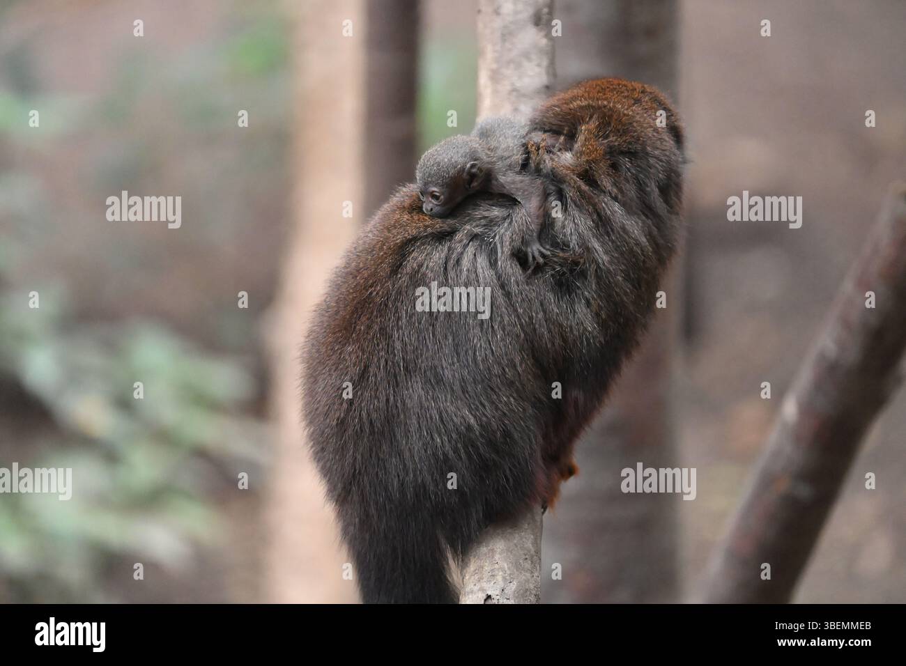 Un bébé mâle de 2 semaines Red Titi singe et ses parents Banque D'Images