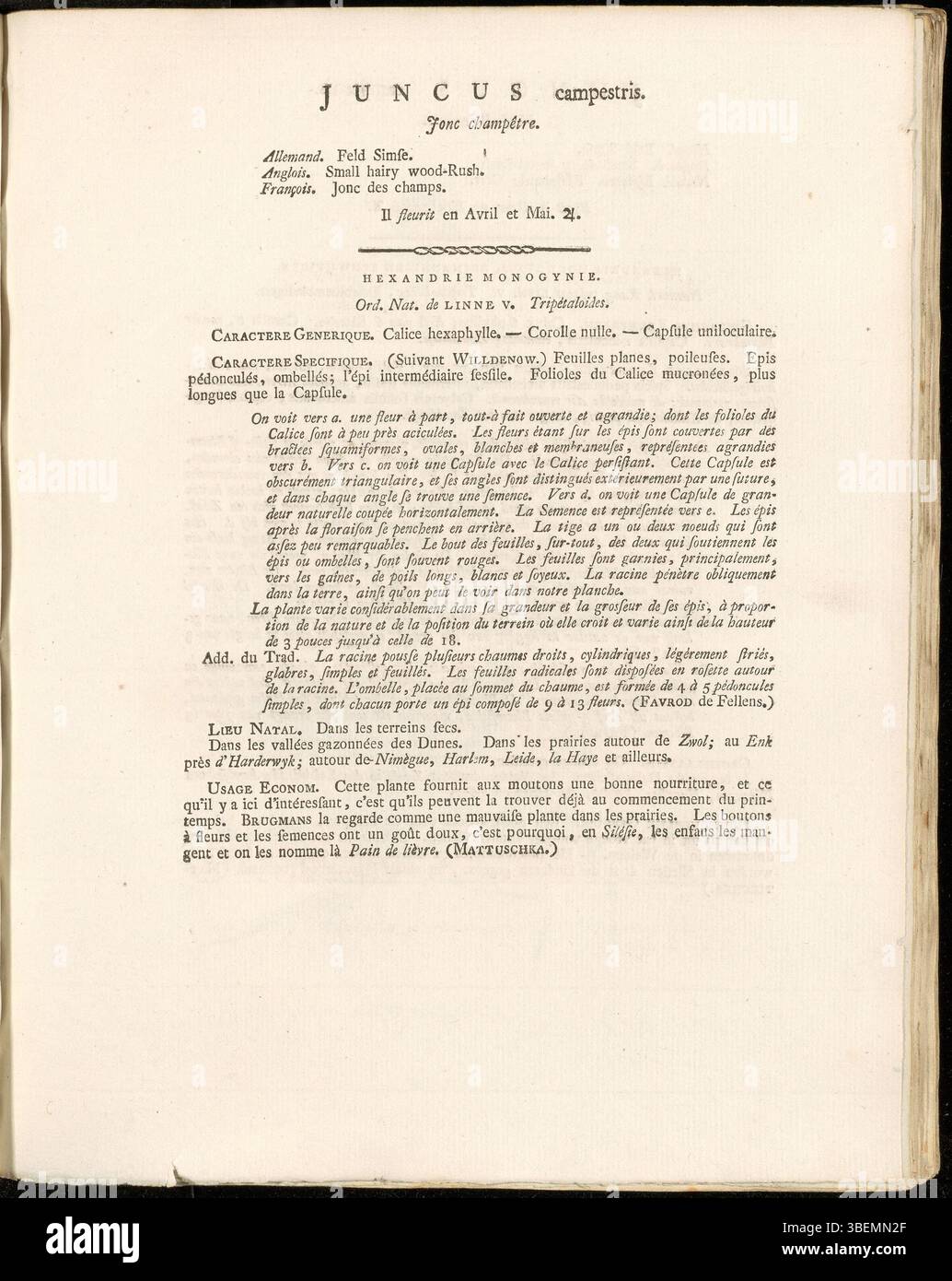 La planche 0193 de Flora Batava de Jan Kops (1765-1849) représente Juncus campestris, aujourd'hui classé Luzula campestris. Cette espèce, connue sous le nom de rush des champs, est originaire d'Europe et se trouve couramment dans les prairies et les habitats humides. La description de 1814 met l'accent sur sa croissance et son apparence, en mettant l'accent sur son rôle dans les écosystèmes des zones humides. Banque D'Images