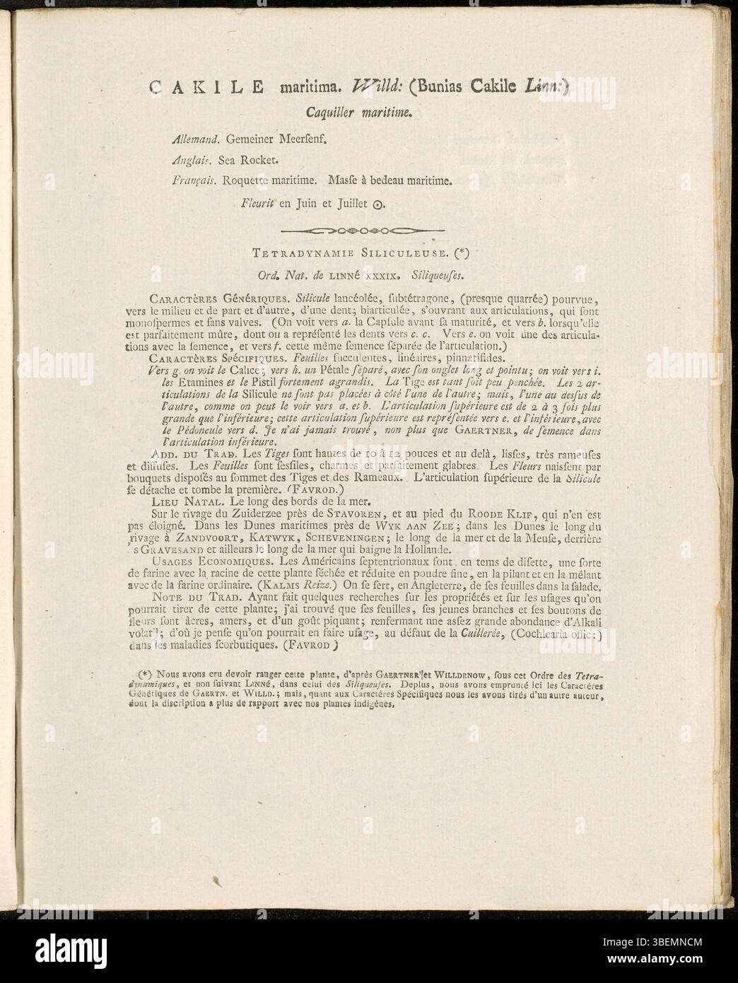 Cakile maritima, connue sous le nom de fusée marine, est une espèce végétale côtière originaire d'Europe. Il produit des fleurs violettes et a des feuilles succulentes. Documentée par Jan Kops en 1807 dans le cadre du projet Flora Batava, cette plante se trouve dans les habitats côtiers le long du littoral européen. Banque D'Images