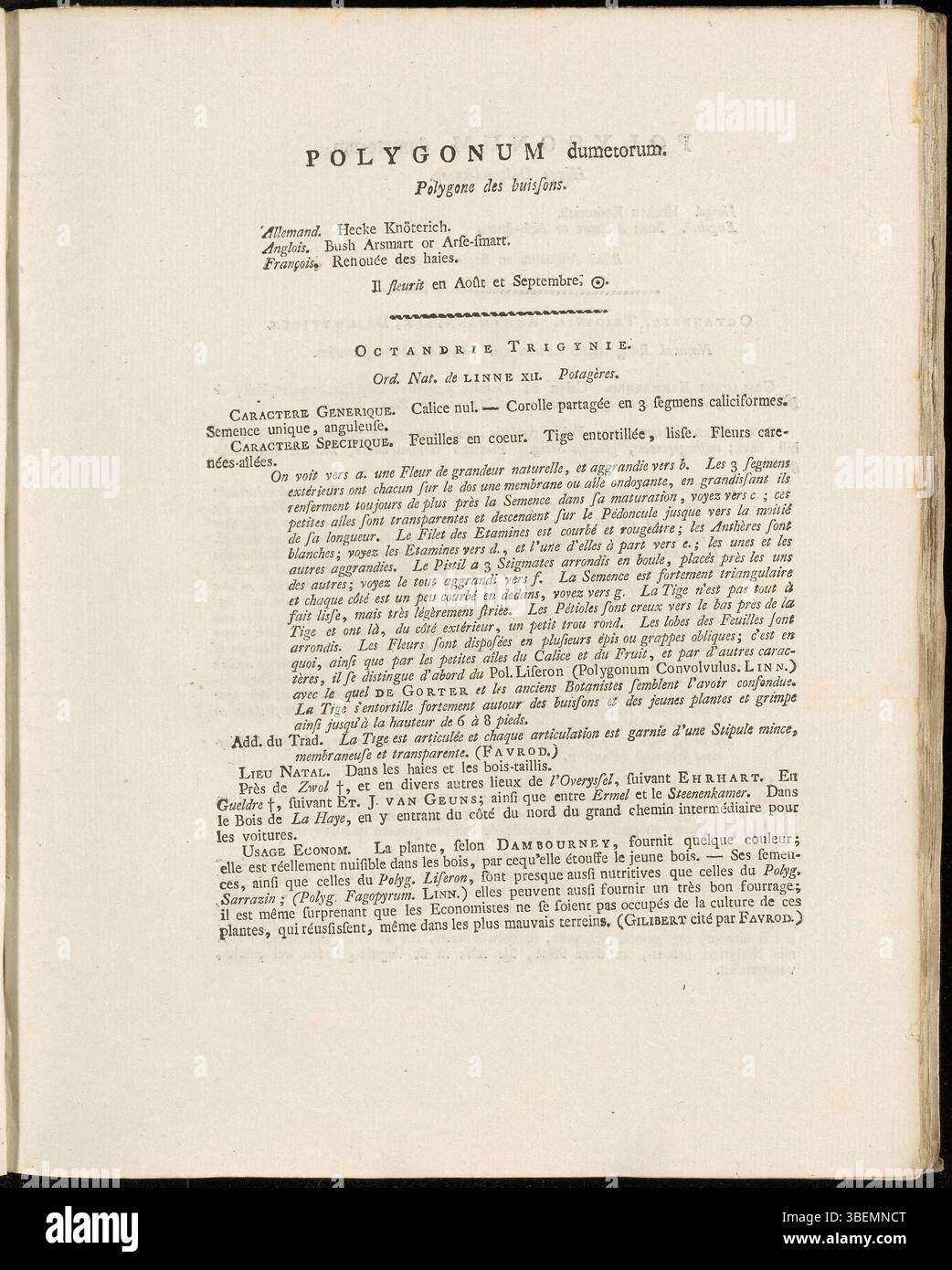 Cette illustration de Jan Kops de 1807 de *Flora Batava* montre *Polygonum dumetorum*, maintenant connu sous le nom de *Fallopia dumetorum*, présentant une structure végétale détaillée et des caractéristiques botaniques. Banque D'Images