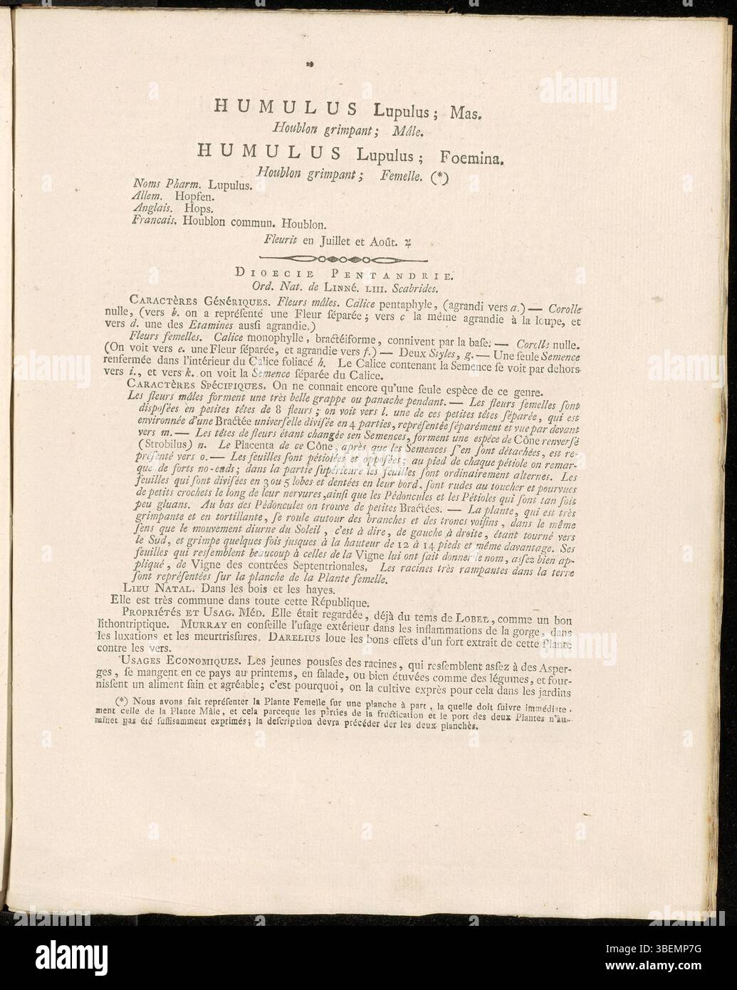 Cette illustration de 1807 de Jan Kops (planches 0089 et 0090) montre à la fois un Humulus lupulus mâle et femelle, ou houblon. La représentation de Kops est un élément clé de Flora Batava, mettant en valeur le rôle vital de la plante dans le brassage et ses caractéristiques masculines et féminines distinctes. Banque D'Images