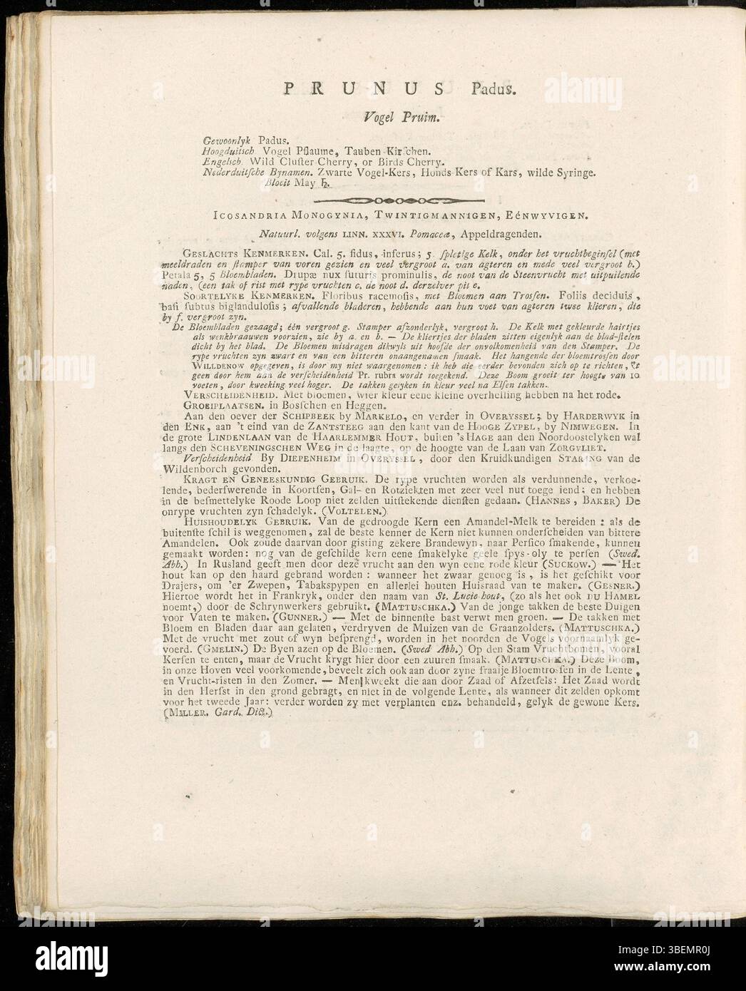 Prunus padus, connu sous le nom de cerise d'oiseau, est un petit arbre ou arbuste originaire d'Europe et d'Asie. Il produit des fleurs blanches en grappes et de petits fruits noirs. Documenté par Jan Kops en 1807, il a été inclus dans le projet Flora Batava comme une espèce importante de la flore de la région. Banque D'Images