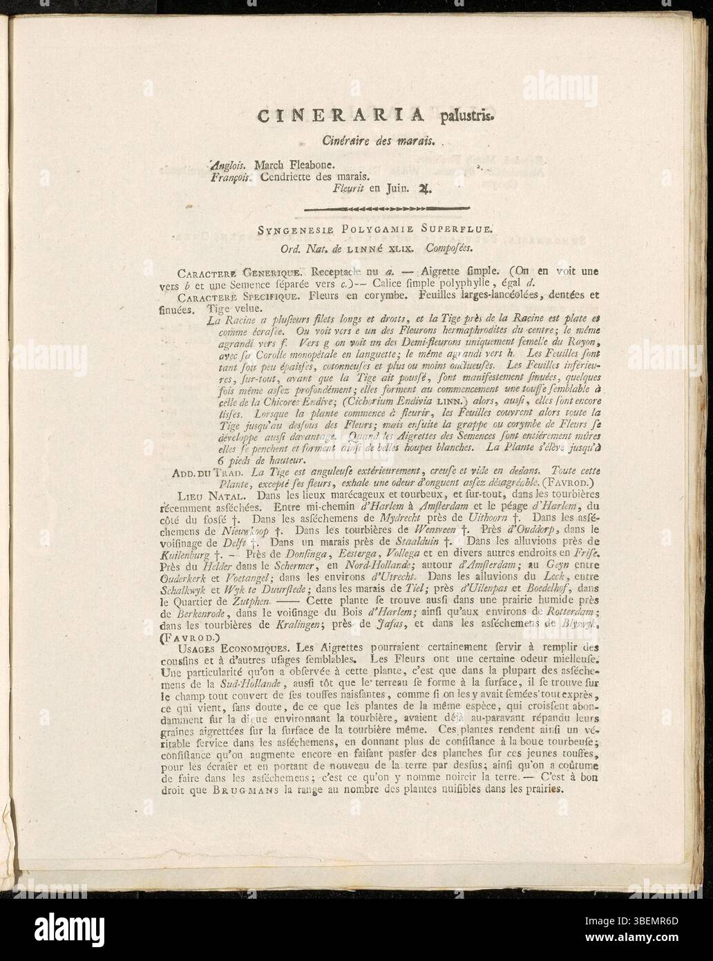 La planche 0119 de Flora Batava de Jan Kops représente *Cineraria palustris* (maintenant *Tephroseris palustris*), une espèce de zone humide caractérisée par des fleurs jaunes et des feuilles en forme de lance. L’illustration de 1807 capture les caractéristiques distinctives de la plante. Banque D'Images