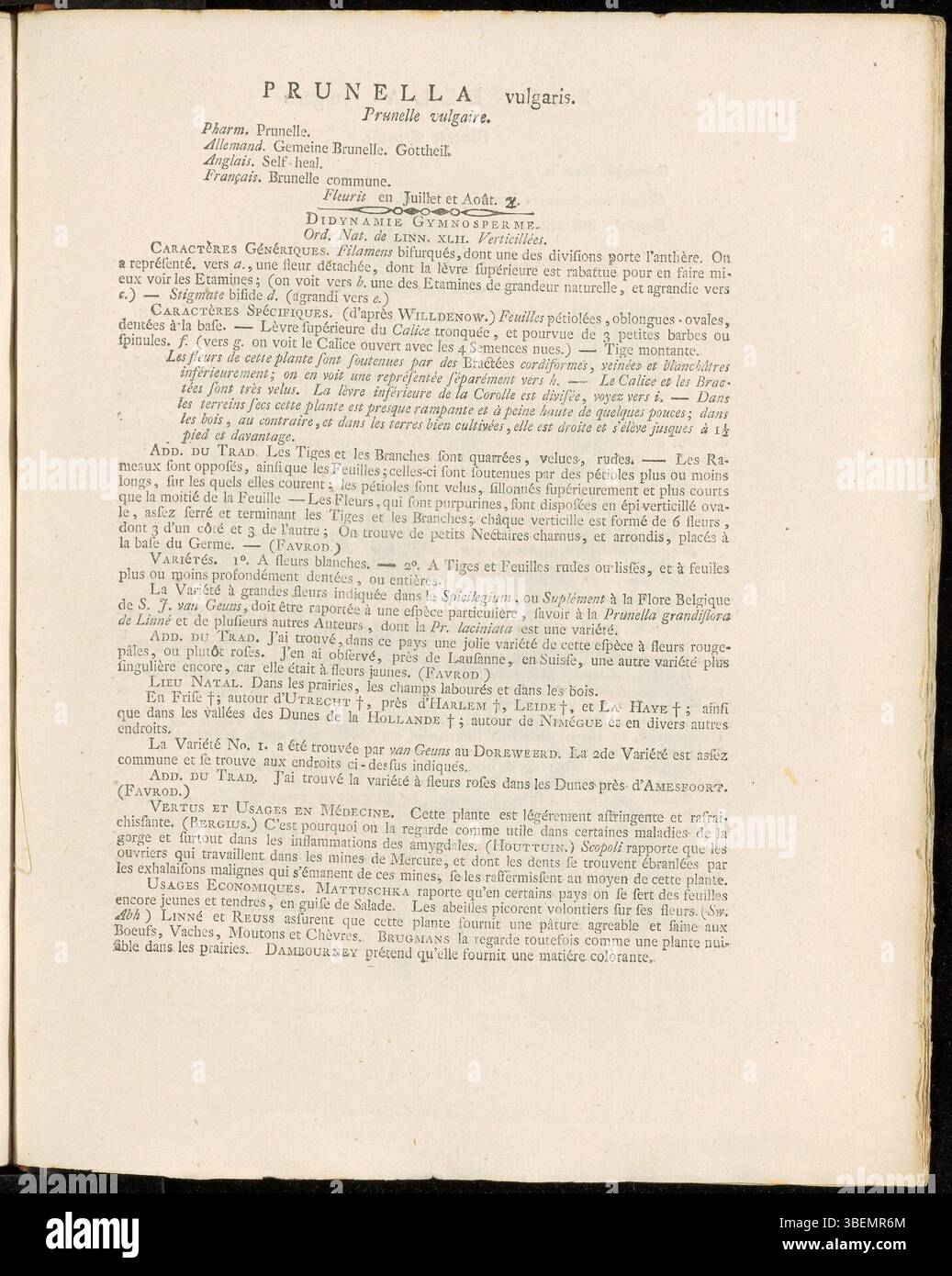 L'illustration et la description de Prunella vulgaris dans Flora Batava par Jan Kops en 1800 donnent un aperçu de ses propriétés médicinales et de ses habitudes de croissance. Ce travail botanique a contribué de manière significative à la connaissance des plantes européennes. Banque D'Images