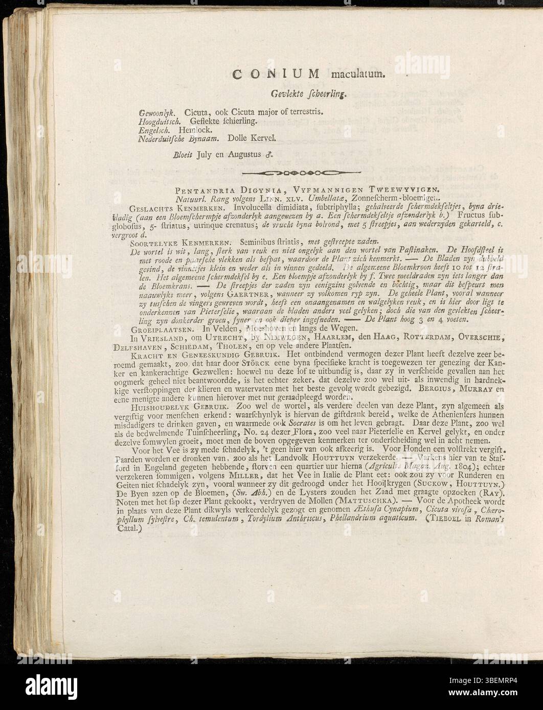 Description botanique néerlandaise du Conium maculatum (Hemlock), une plante vénénénéneuse, par Jan Kops en 1807, figurant sur la planche 0104 de Flora Batava. Banque D'Images
