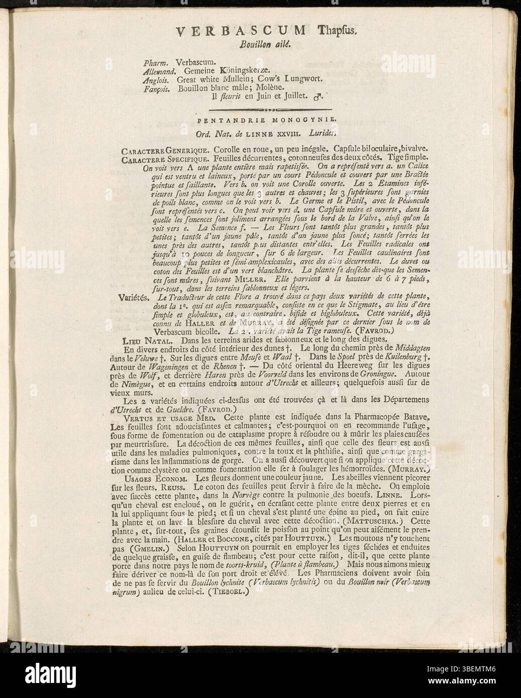 La planche 0162 de 'Flora Batava' illustre Verbascum thapsus, communément appelé grand molène. L'ouvrage de Jan Kops en 1814 fournit une description française de cette plante, en se concentrant sur ses caractéristiques distinctives et sa classification botanique. Banque D'Images