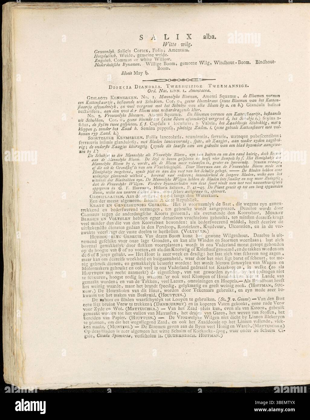 Cette assiette botanique 1800 de Flora Batava de Jan Kops présente Salix alba, le saule blanc. La plaque comprend des descriptions détaillées de son apparence et de son rôle écologique dans les paysages européens. Banque D'Images