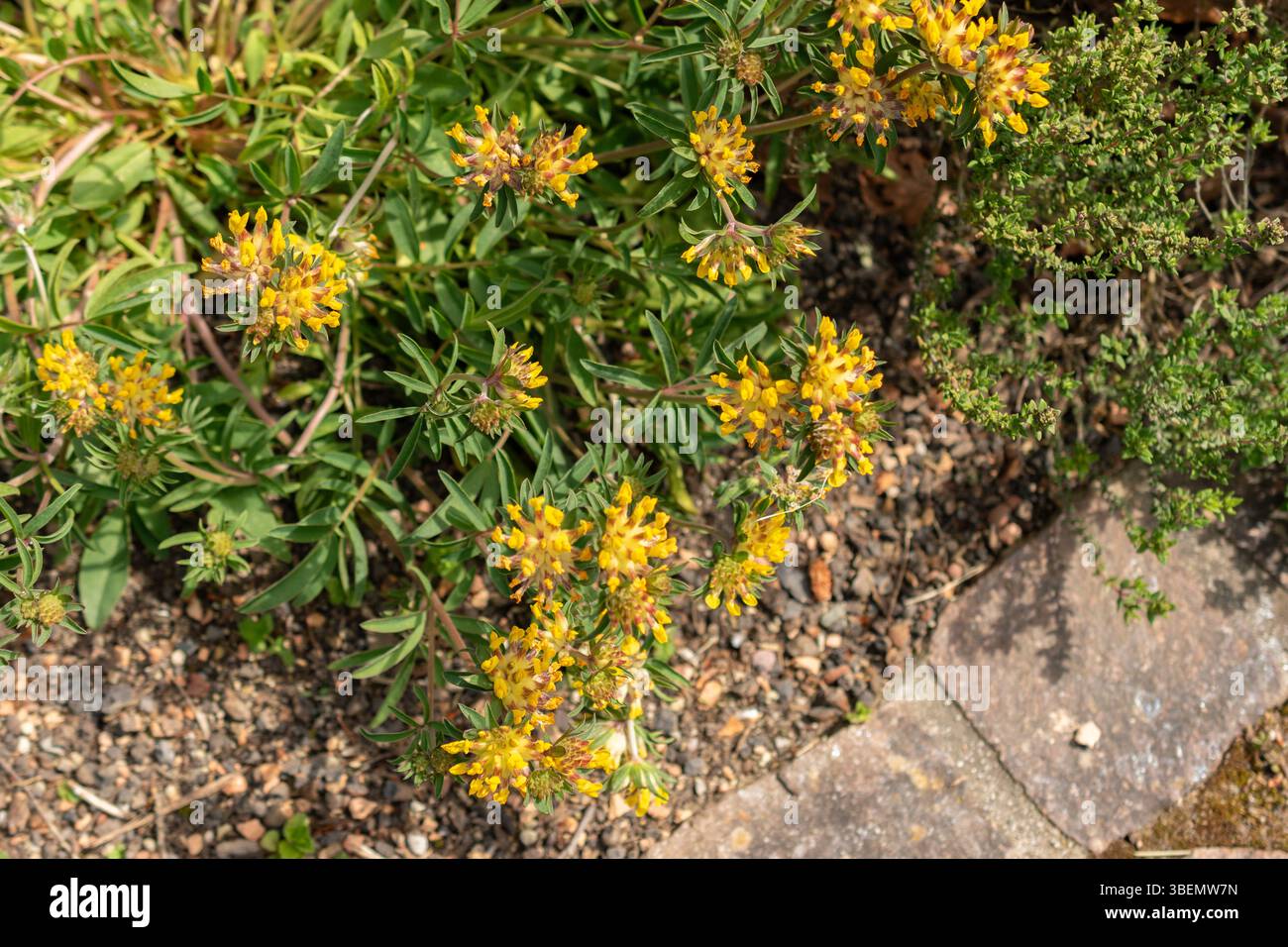 Zurich, Suisse, 1er mai 2024 Anthyllis Vulneraria ou plante de vesce de rein commun au jardin botanique Banque D'Images