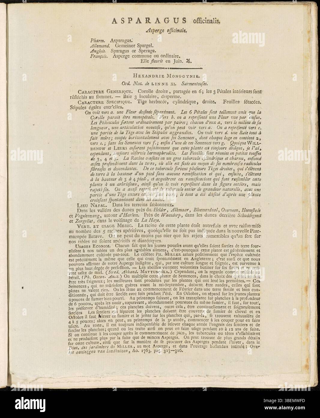 Cette illustration botanique de 1807 de Jan Kops dans la série Flora Batava représente Asparagus officinalis, communément appelée asperges de jardin. L'assiette détaille le feuillage délicat et plumeux et la nature comestible des tiges. Banque D'Images