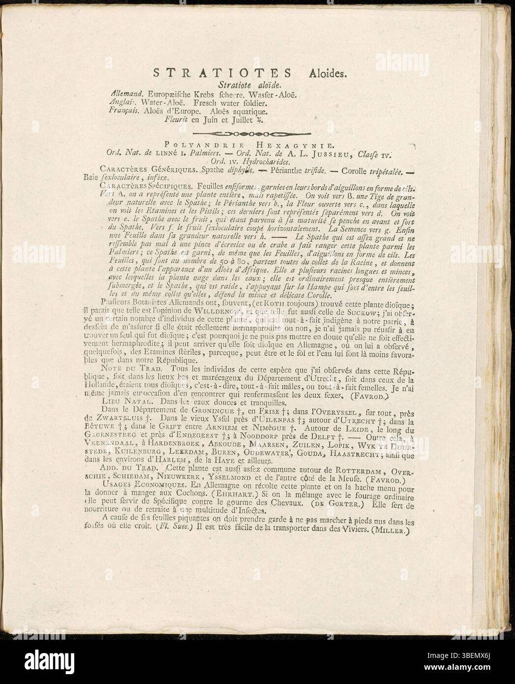 Cette illustration de Stratiotes aloides, une espèce de plante aquatique, apparaît dans la Flora Batava de 1807. Créée par Jan Kops, la plaque offre une représentation détaillée de la formation unique de rosette et de la croissance immergée de la plante. Le travail fait partie de la série botanique complète de Kops documentant la flore indigène. Banque D'Images