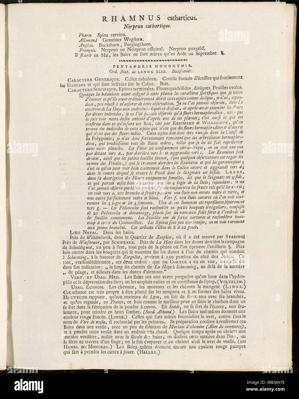 Une illustration de Jan Kops de 1814 représentant Rhamnus catharticus, également connu sous le nom d'argousier commun, qui fait partie de la collection Flora Batava de plantes hollandaises. Banque D'Images