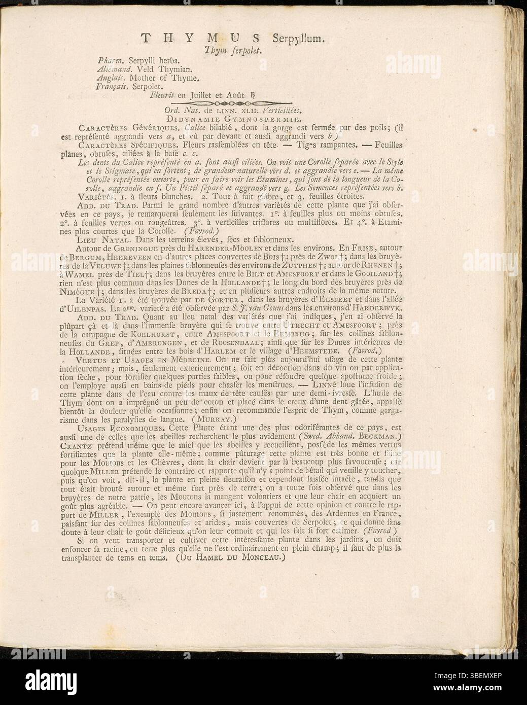 Cette illustration botanique de 1800 de Jan Kops représente *Thymus serpyllum*, communément appelé thym sauvage, une herbe aromatique aux petites fleurs violettes, originaire d'Europe. Banque D'Images