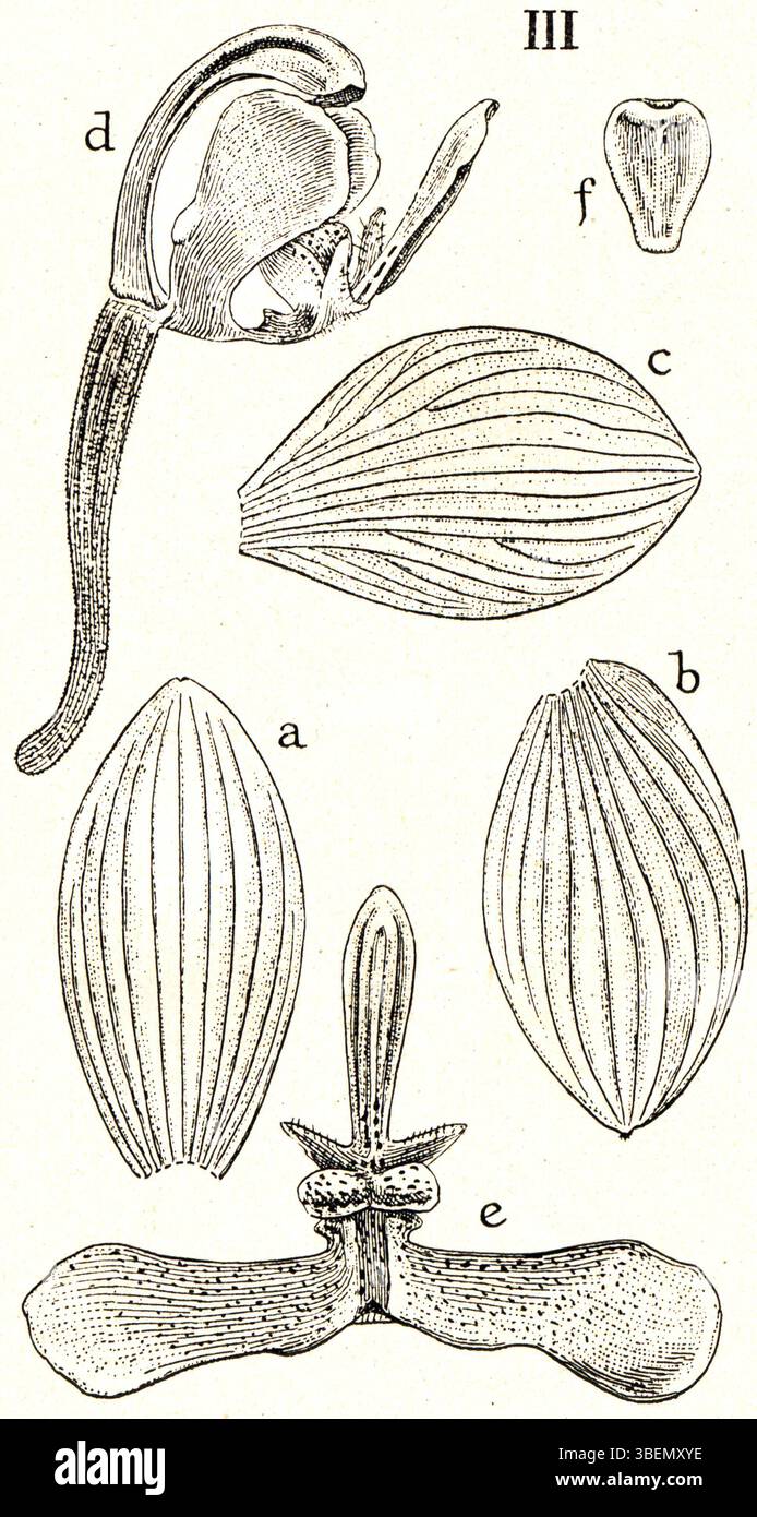 Catalogue Bibliothèque 1930, Botanique Orchidées, 1ère édition, Relié