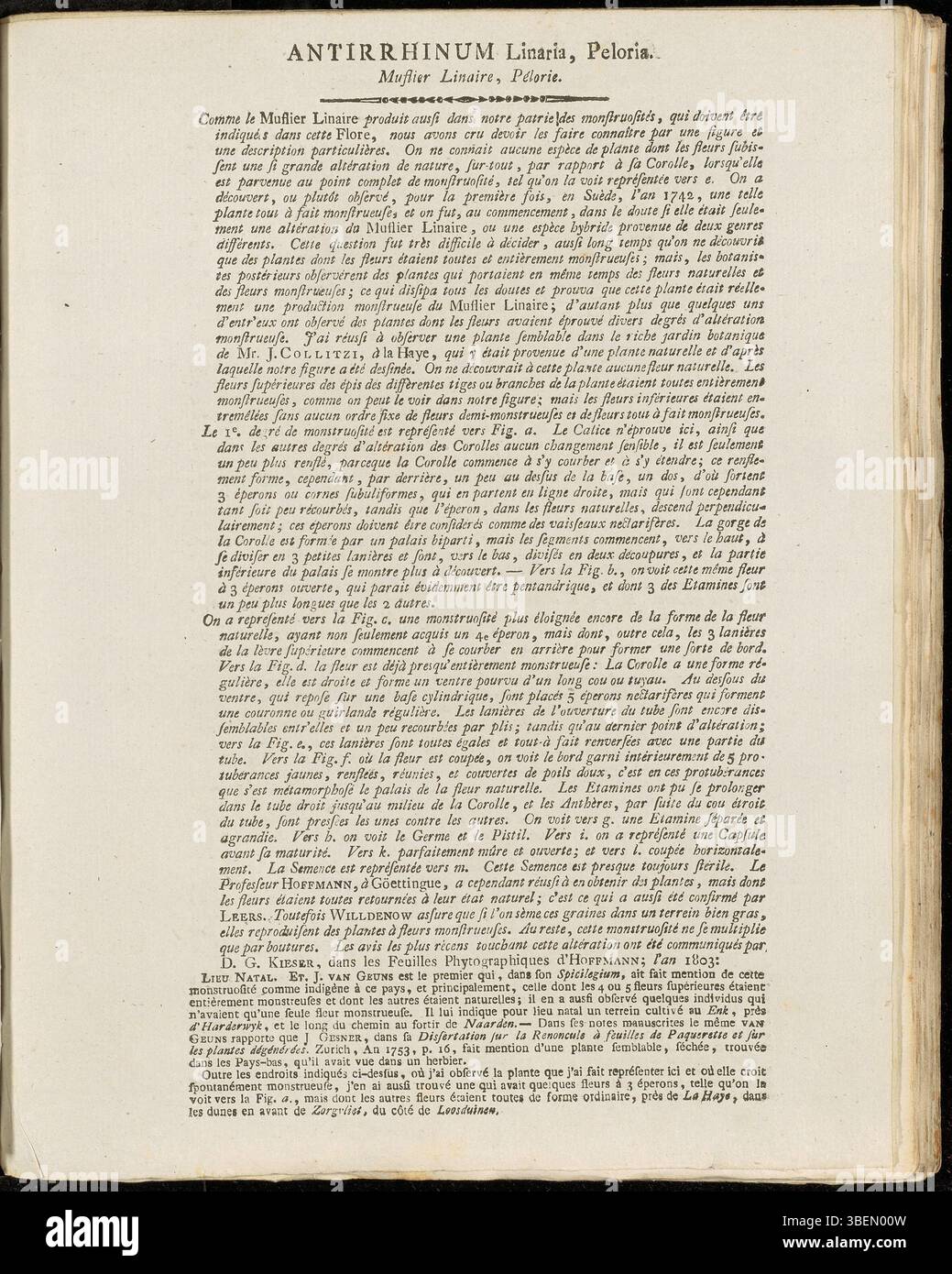 *Antirrhinum Linaria 'Peloria'* (moderne Linaria vulgaris 'Peloria'), illustrée dans *Flora Batava* (planche 0177) de Jan Kops (1814), est connue pour sa mutation florale inhabituelle, affichant des fleurs uniformes contrairement à la forme typique de snapdragon. Banque D'Images