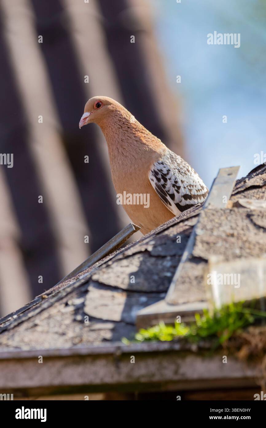Une colombe est un oiseau doux et blanc souvent considéré comme un symbole de paix, d'espoir et de pureté Banque D'Images
