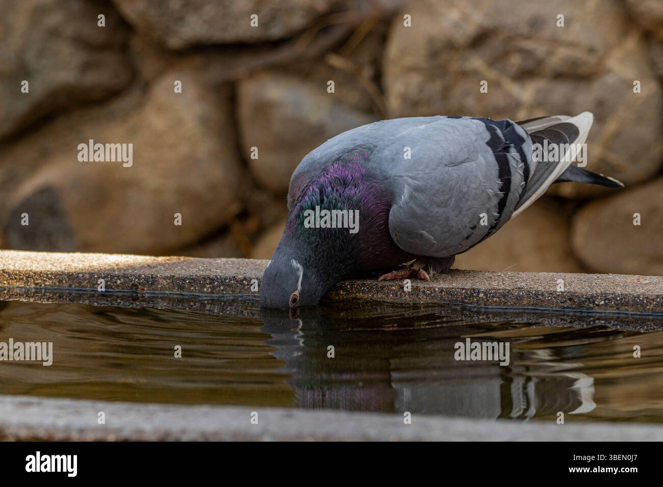 Une colombe est un oiseau doux et blanc souvent considéré comme un symbole de paix, d'espoir et de pureté Banque D'Images