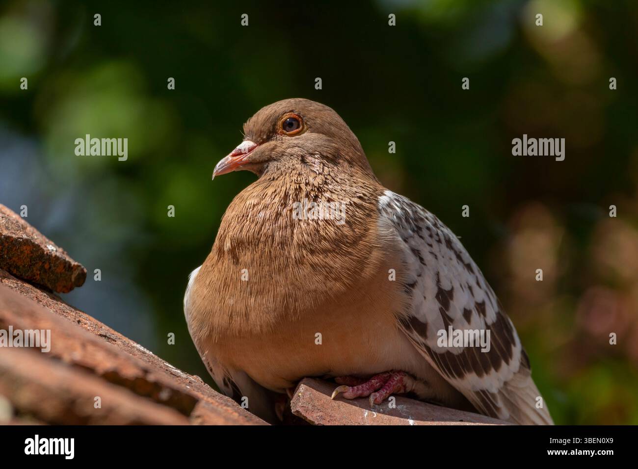 Une colombe est un oiseau doux et blanc souvent considéré comme un symbole de paix, d'espoir et de pureté Banque D'Images