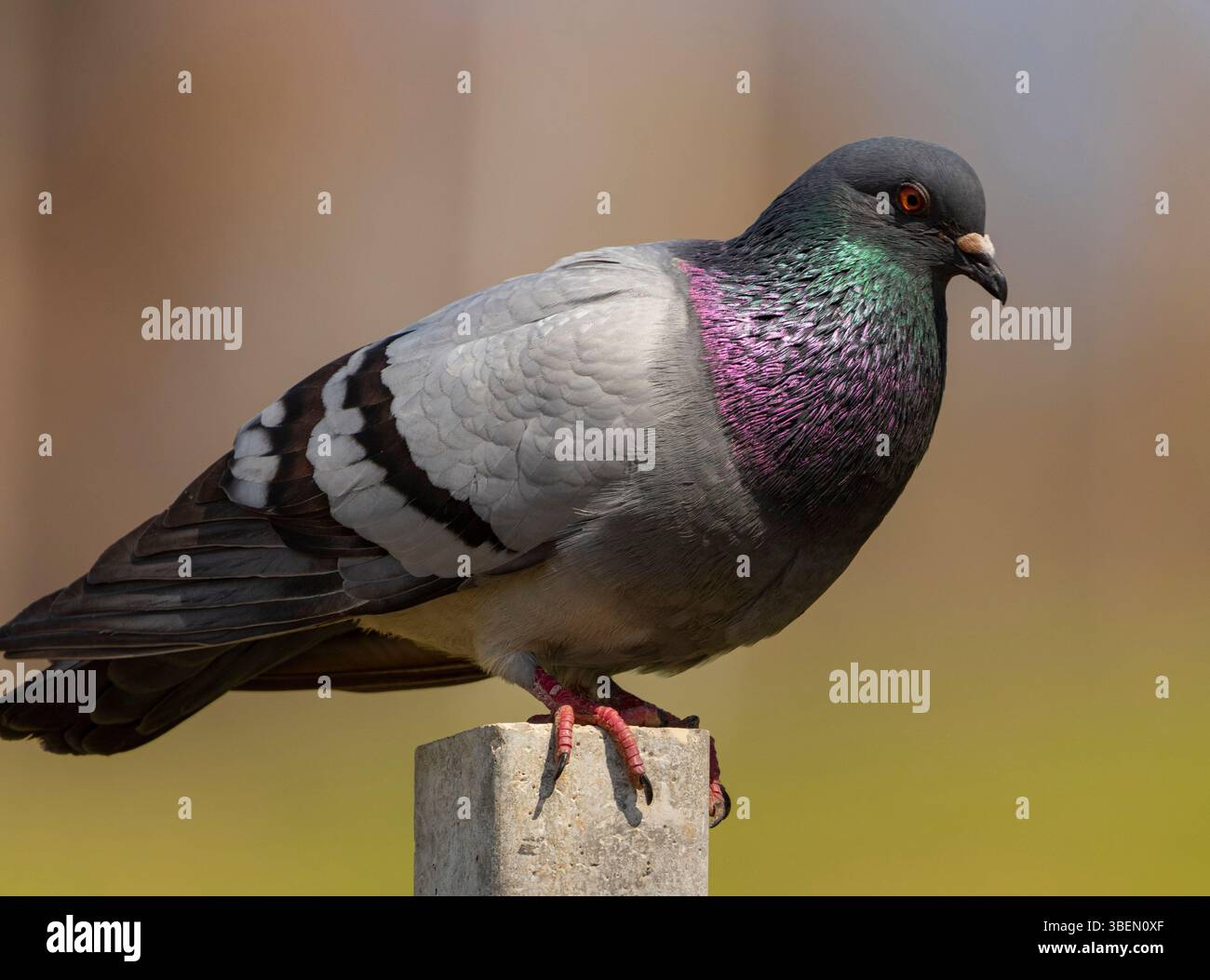 Une colombe est un oiseau doux et blanc souvent considéré comme un symbole de paix, d'espoir et de pureté Banque D'Images