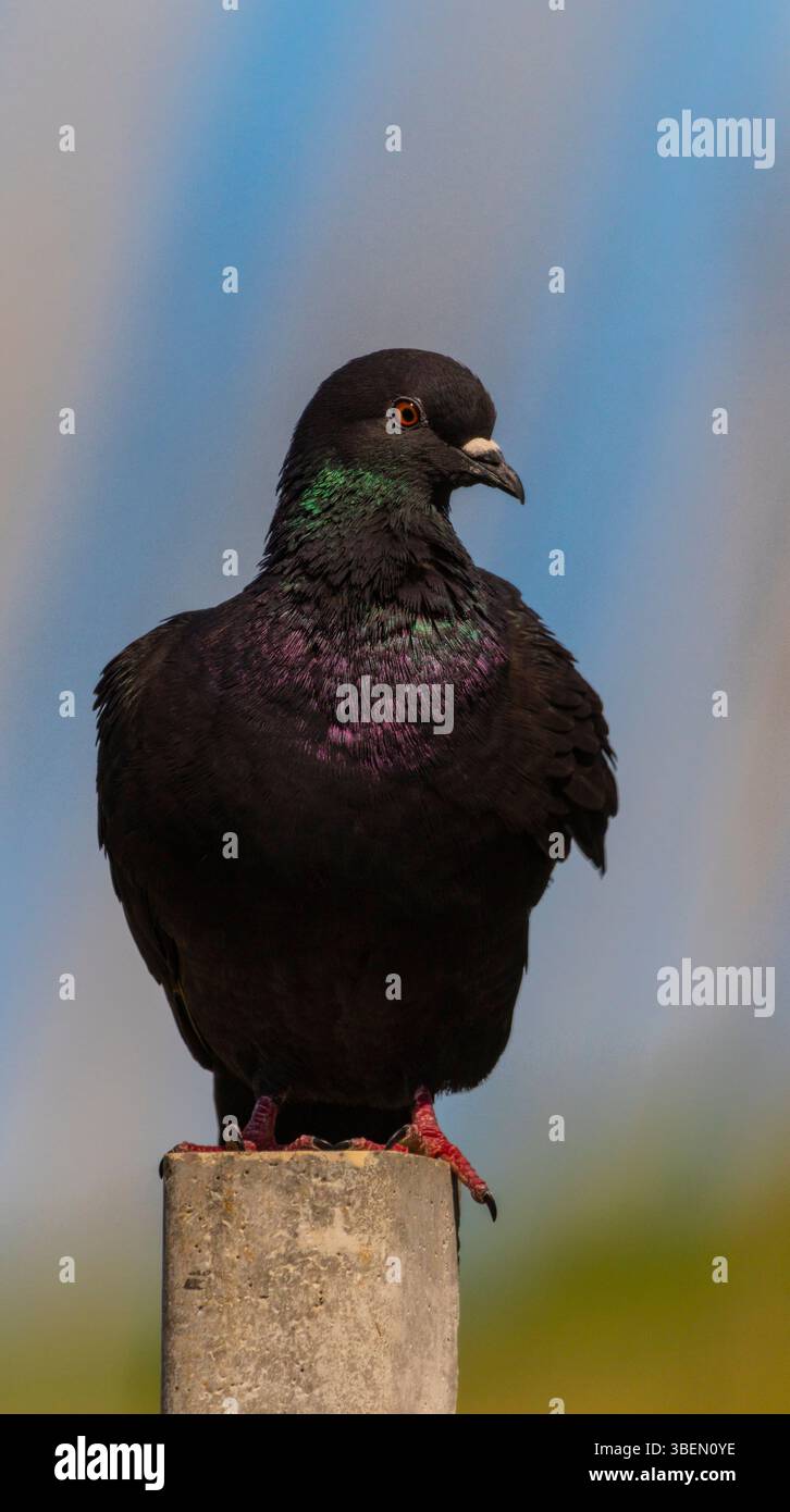 Une colombe est un oiseau doux et blanc souvent considéré comme un symbole de paix, d'espoir et de pureté Banque D'Images