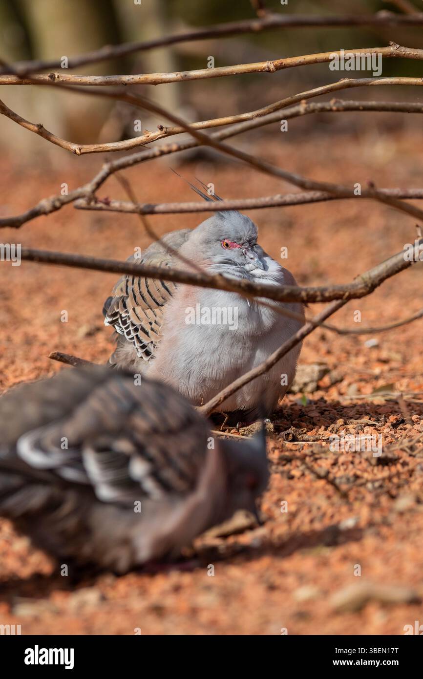 Une colombe est un oiseau doux et blanc souvent considéré comme un symbole de paix, d'espoir et de pureté Banque D'Images
