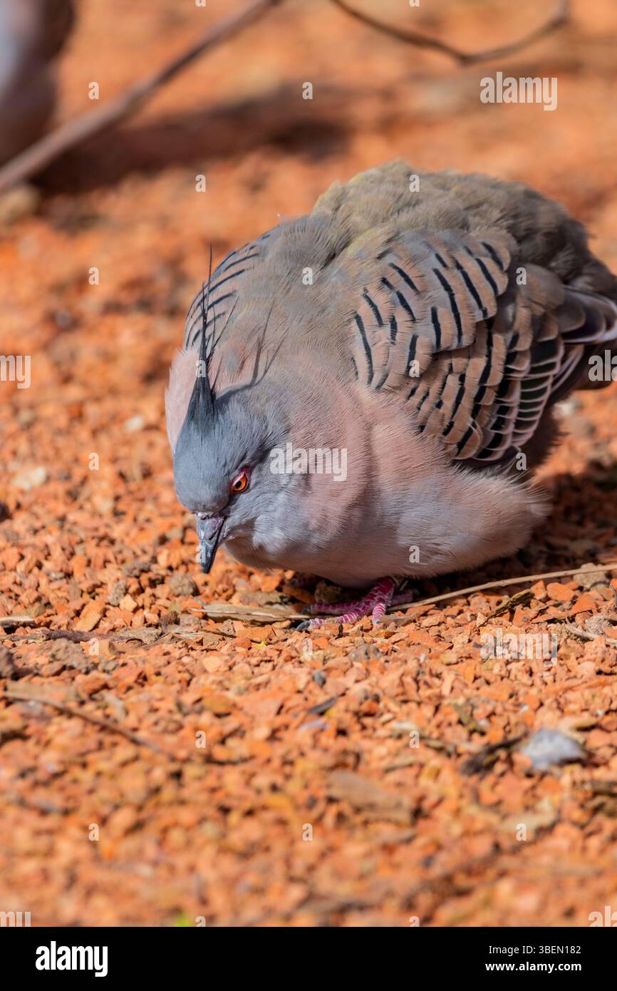 Une colombe est un oiseau doux et blanc souvent considéré comme un symbole de paix, d'espoir et de pureté Banque D'Images