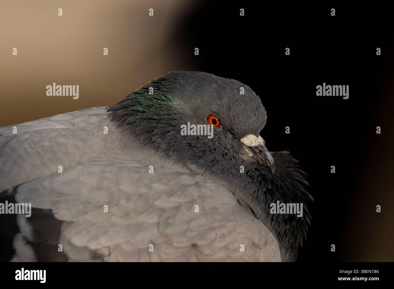 Une colombe est un oiseau doux et blanc souvent considéré comme un symbole de paix, d'espoir et de pureté Banque D'Images