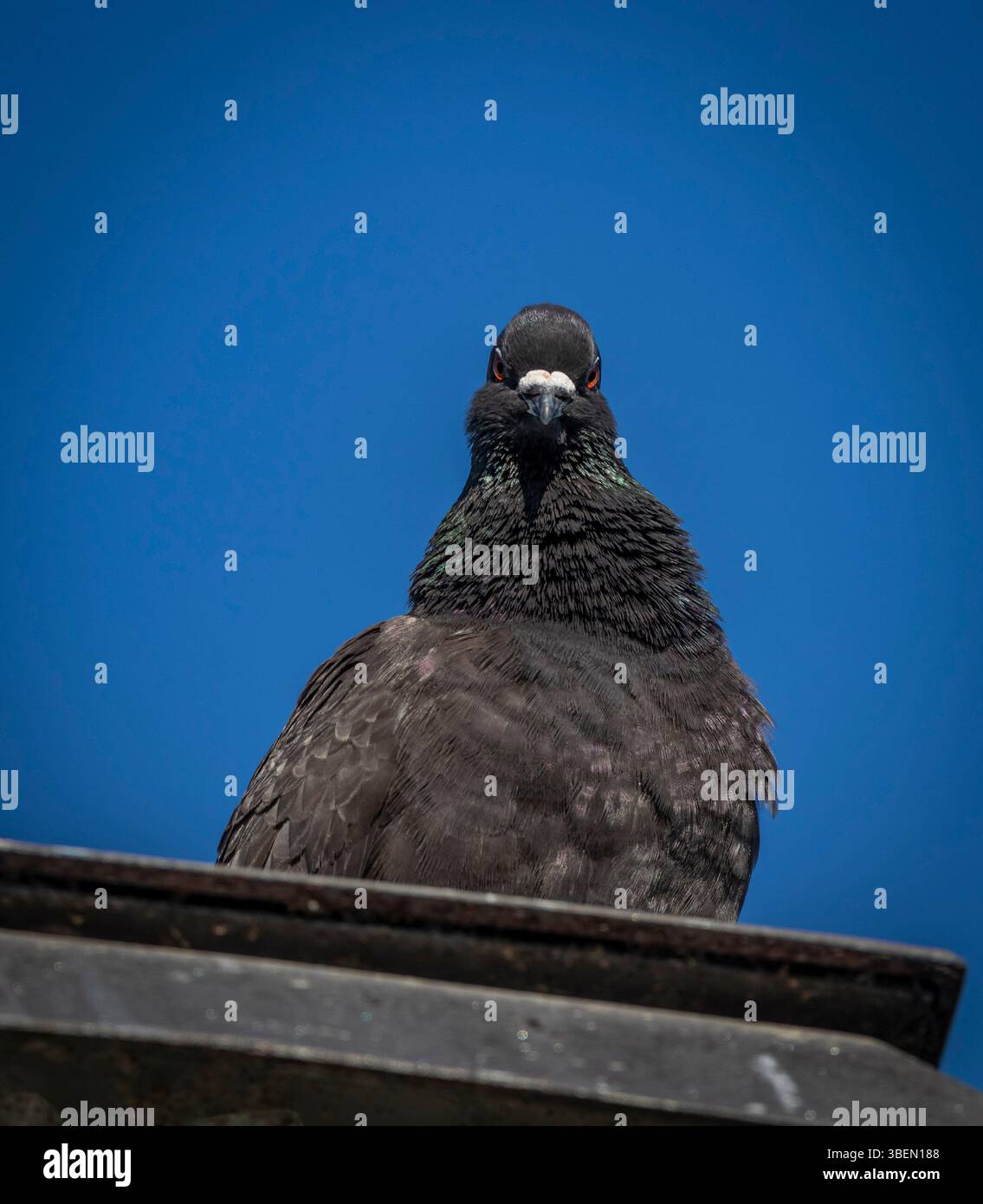 Une colombe est un oiseau doux et blanc souvent considéré comme un symbole de paix, d'espoir et de pureté Banque D'Images