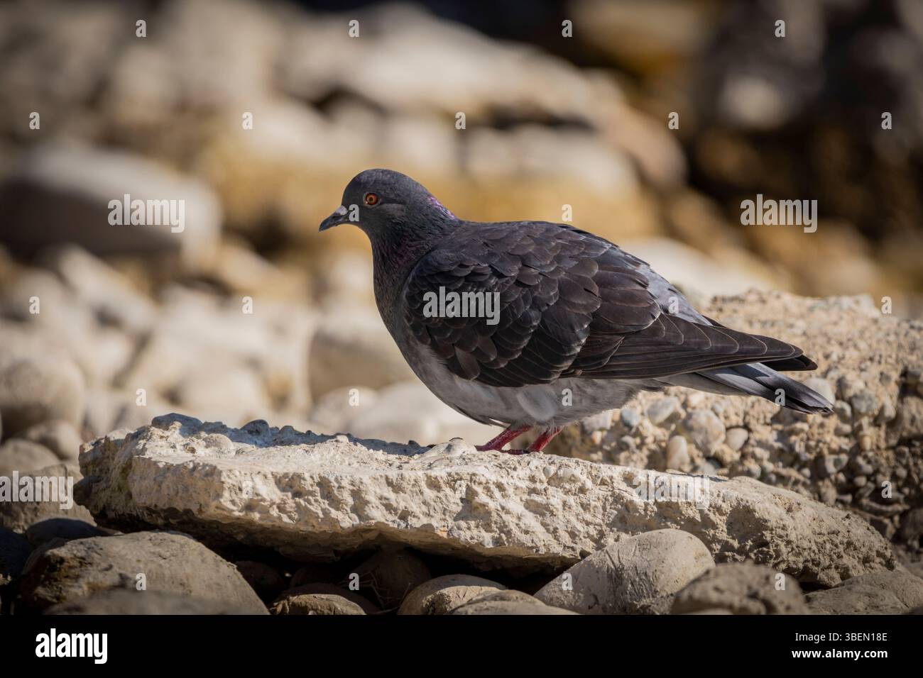 Une colombe est un oiseau doux et blanc souvent considéré comme un symbole de paix, d'espoir et de pureté Banque D'Images