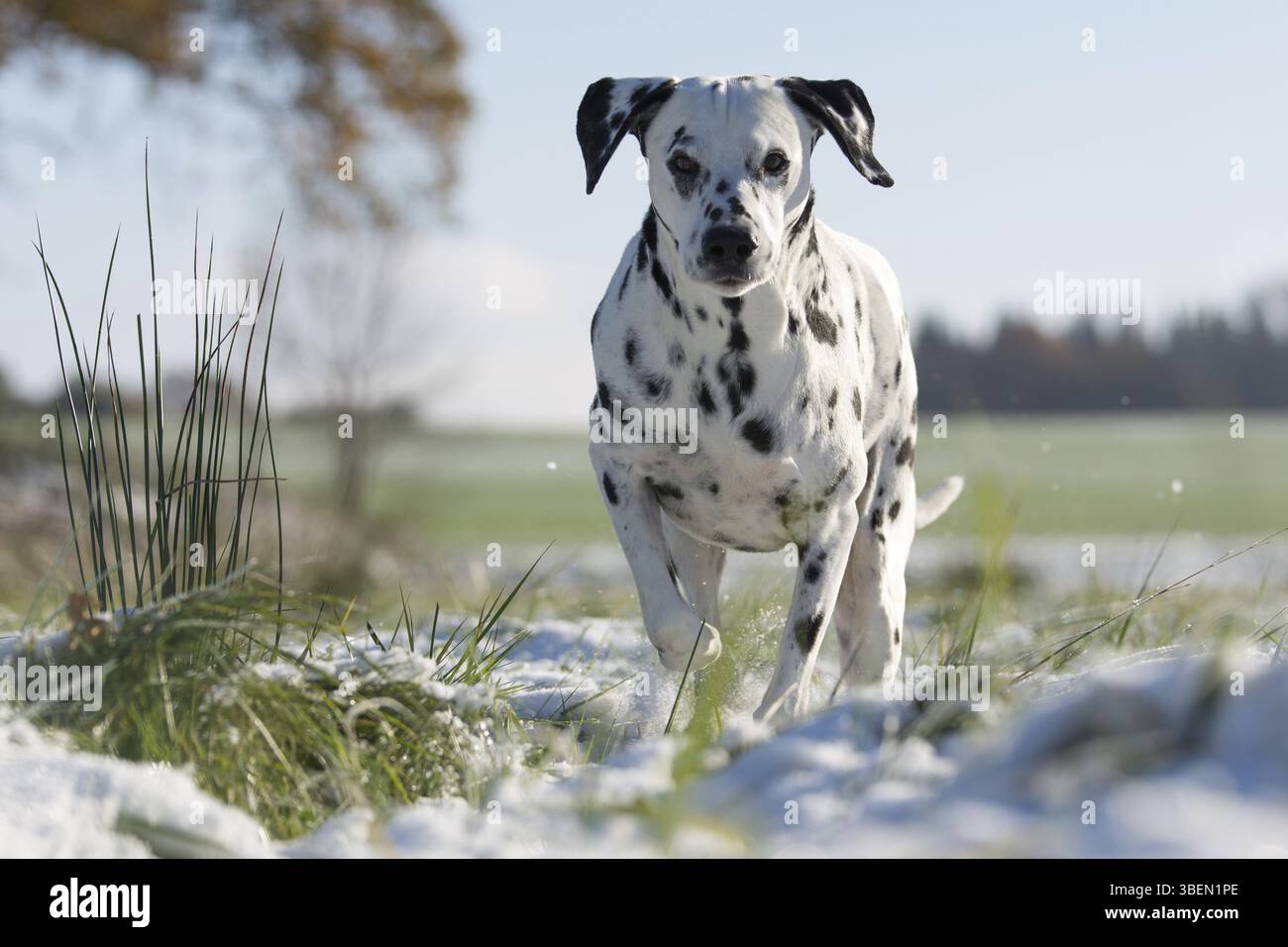Dalmatiens dans la neige Banque D'Images